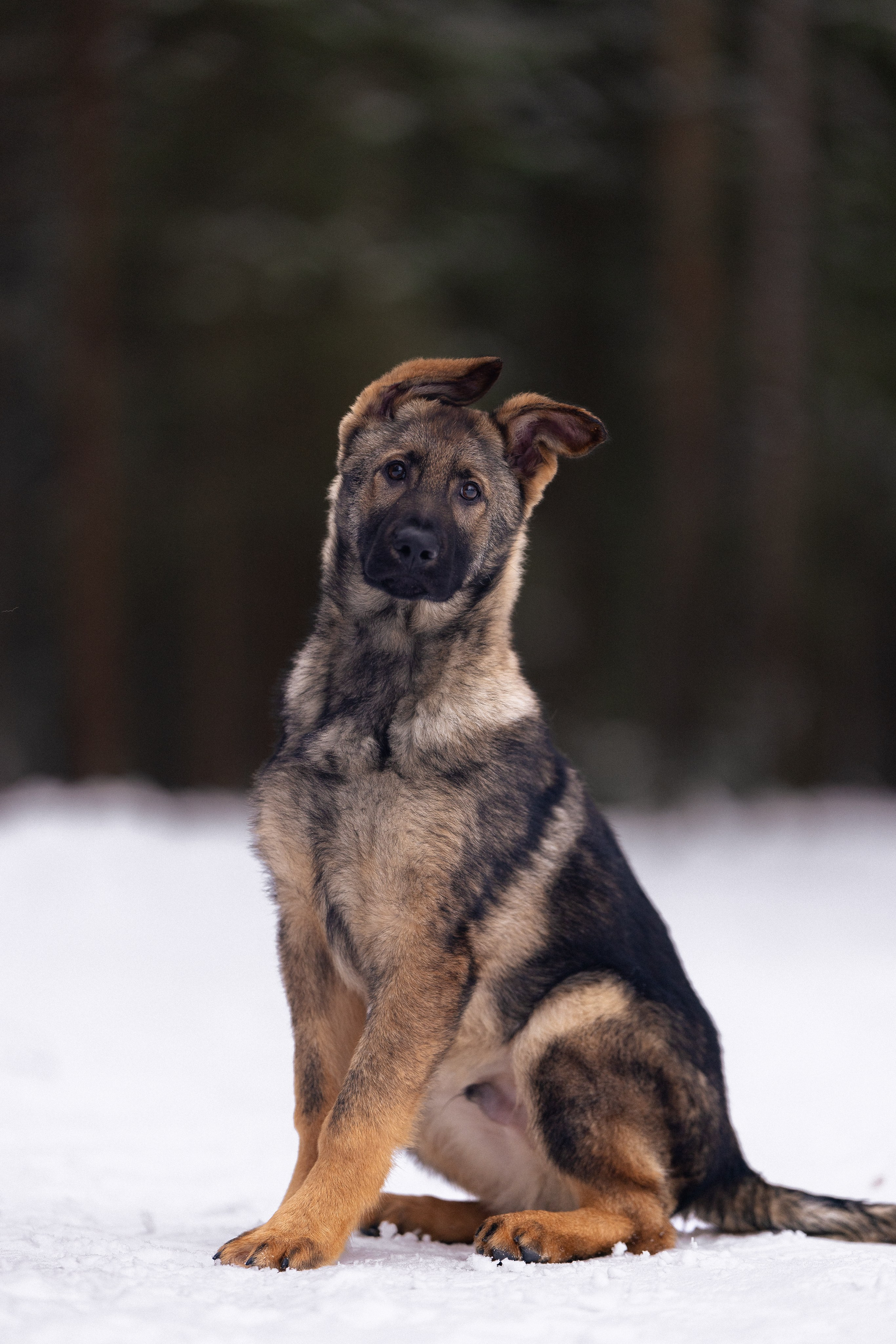 Немецкая овчарка. Фотограф и видеограф анималист Аганина Дарья