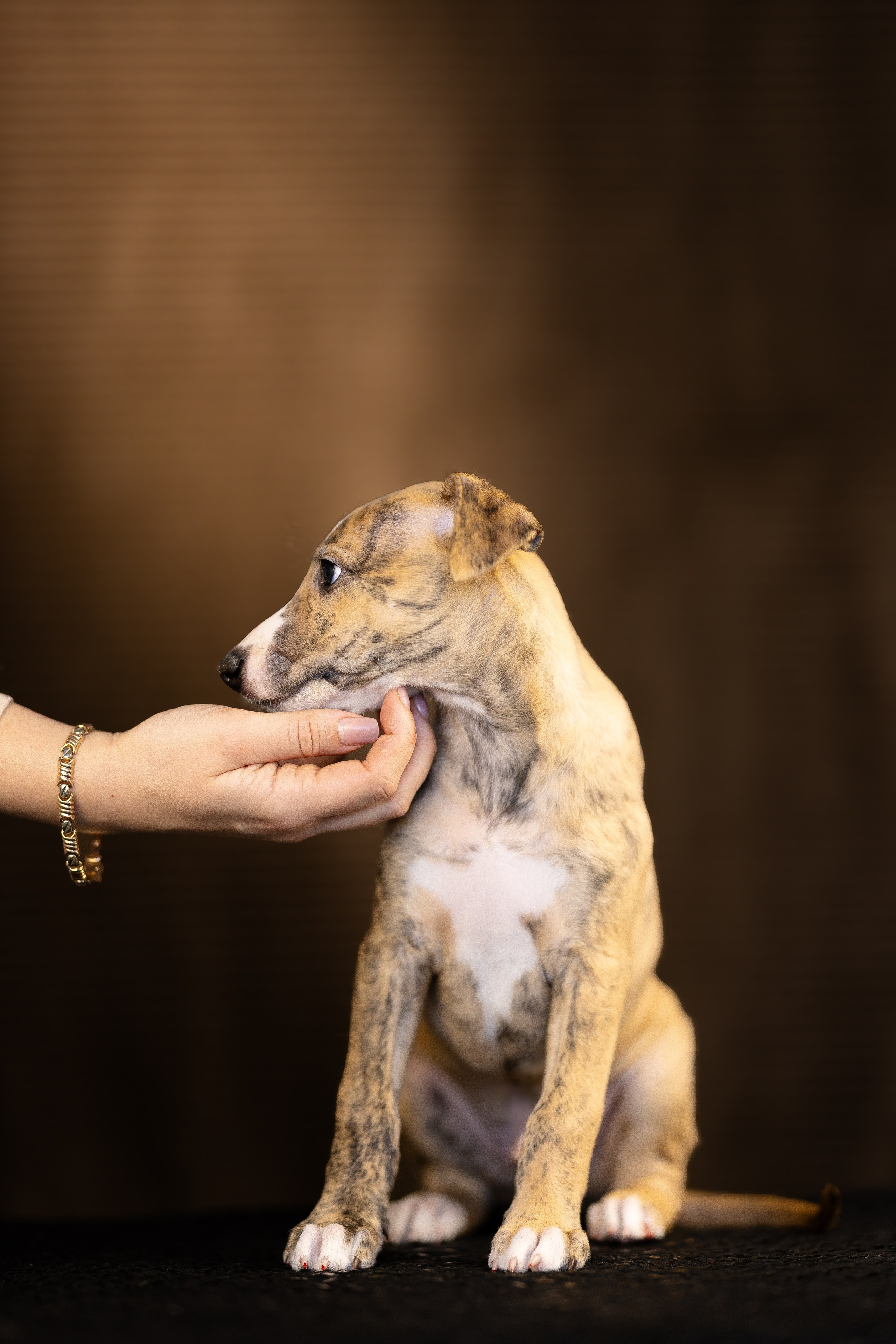 Уиппет. Фотограф и видеограф анималист Аганина Дарья
