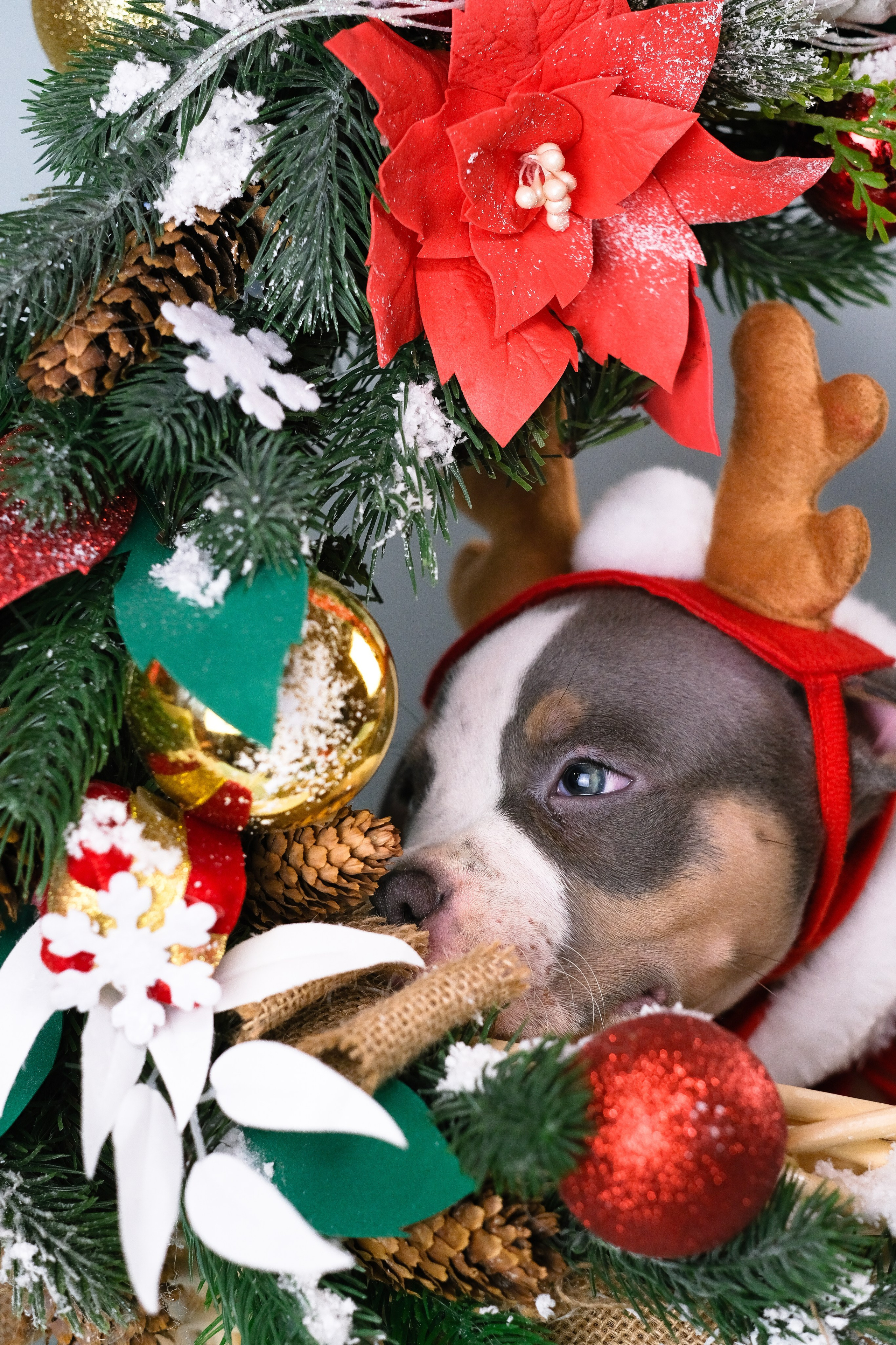 Американский Булли. Фотограф и видеограф анималист Аганина Дарья