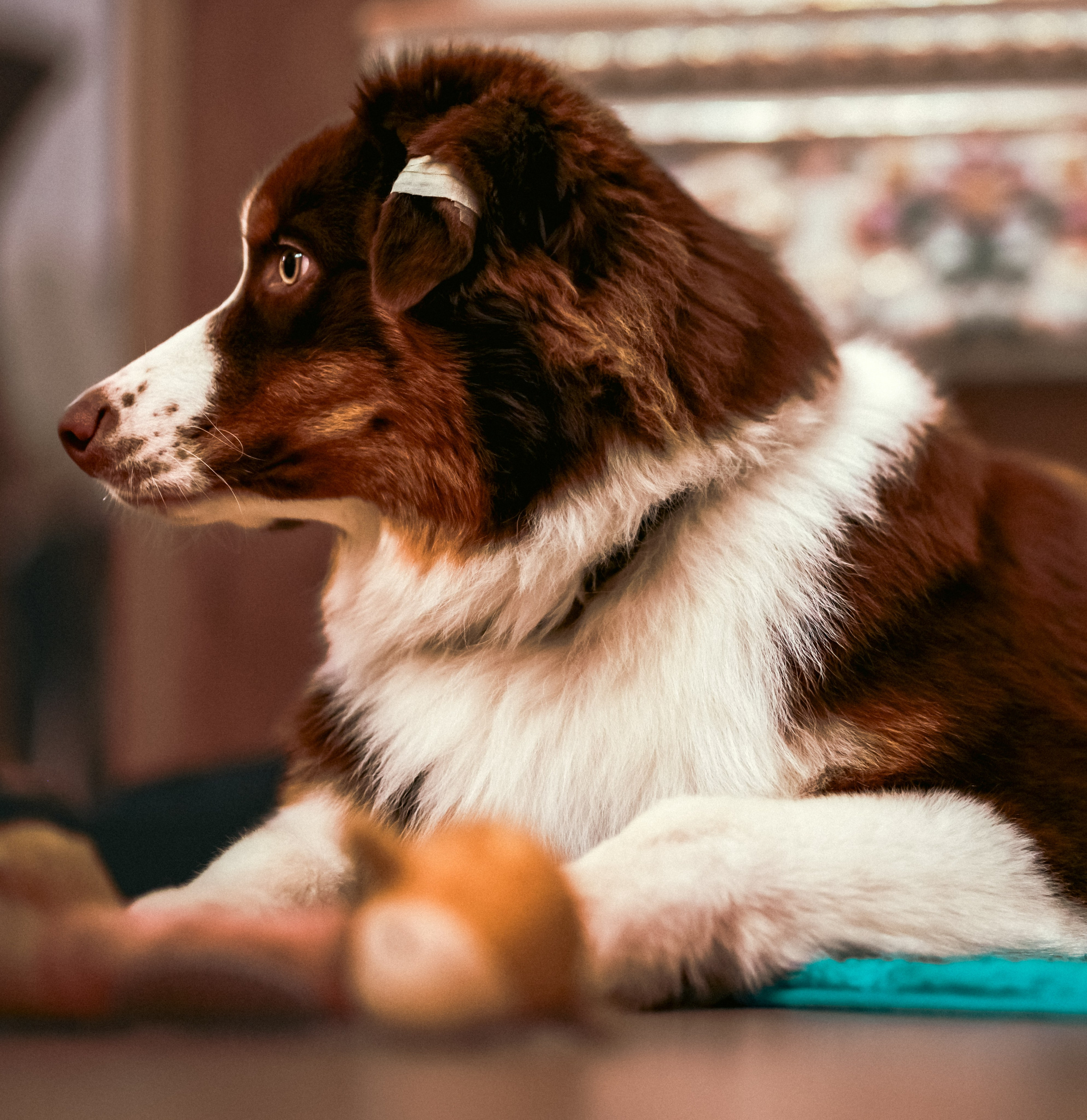 Аусси 4. Фотограф репортажей и стритфотосессий в Москве Людмила Смирнова