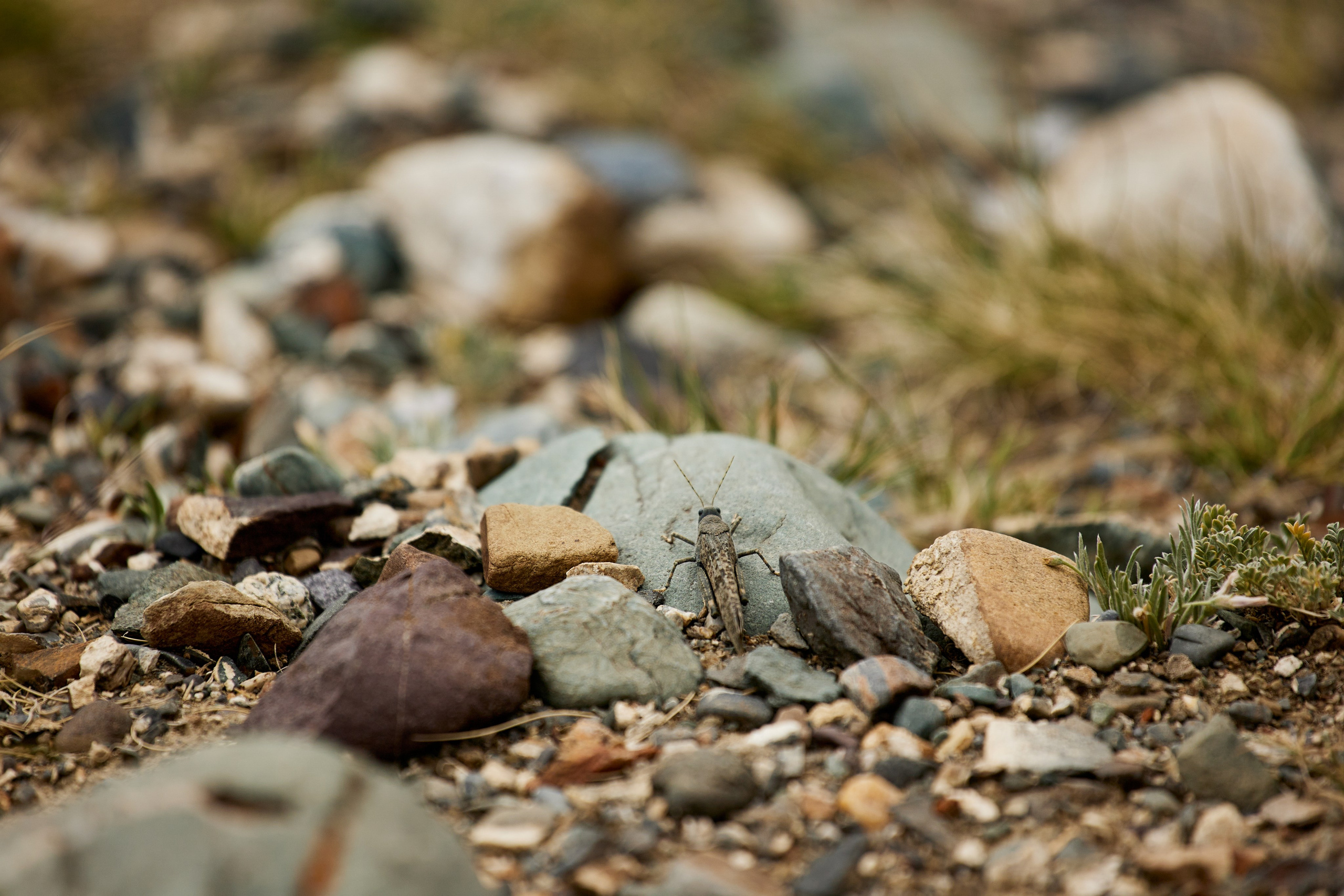 Алтай. Хороший репортажный и промышленный фотограф в Казани Алексей Щелконогов