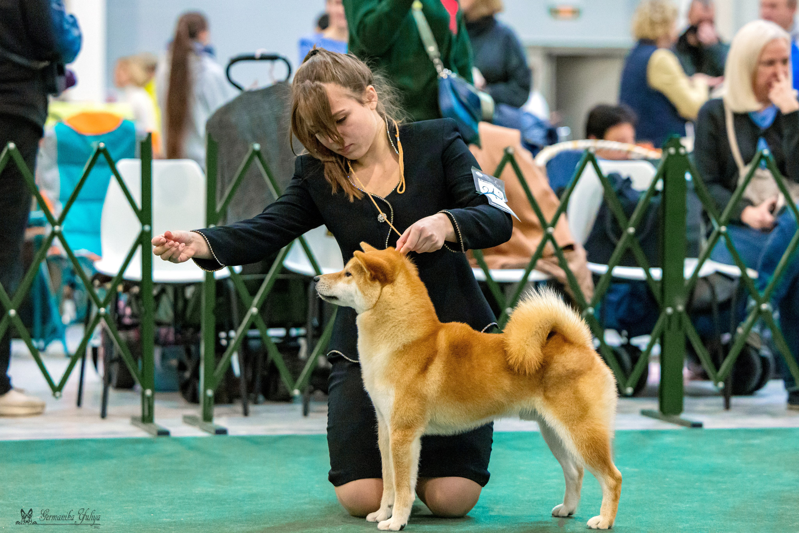 Сфера 29.10,Крокус 4.11,Сфера 12.11.2023. Фотограф-анималист Юлия Германика