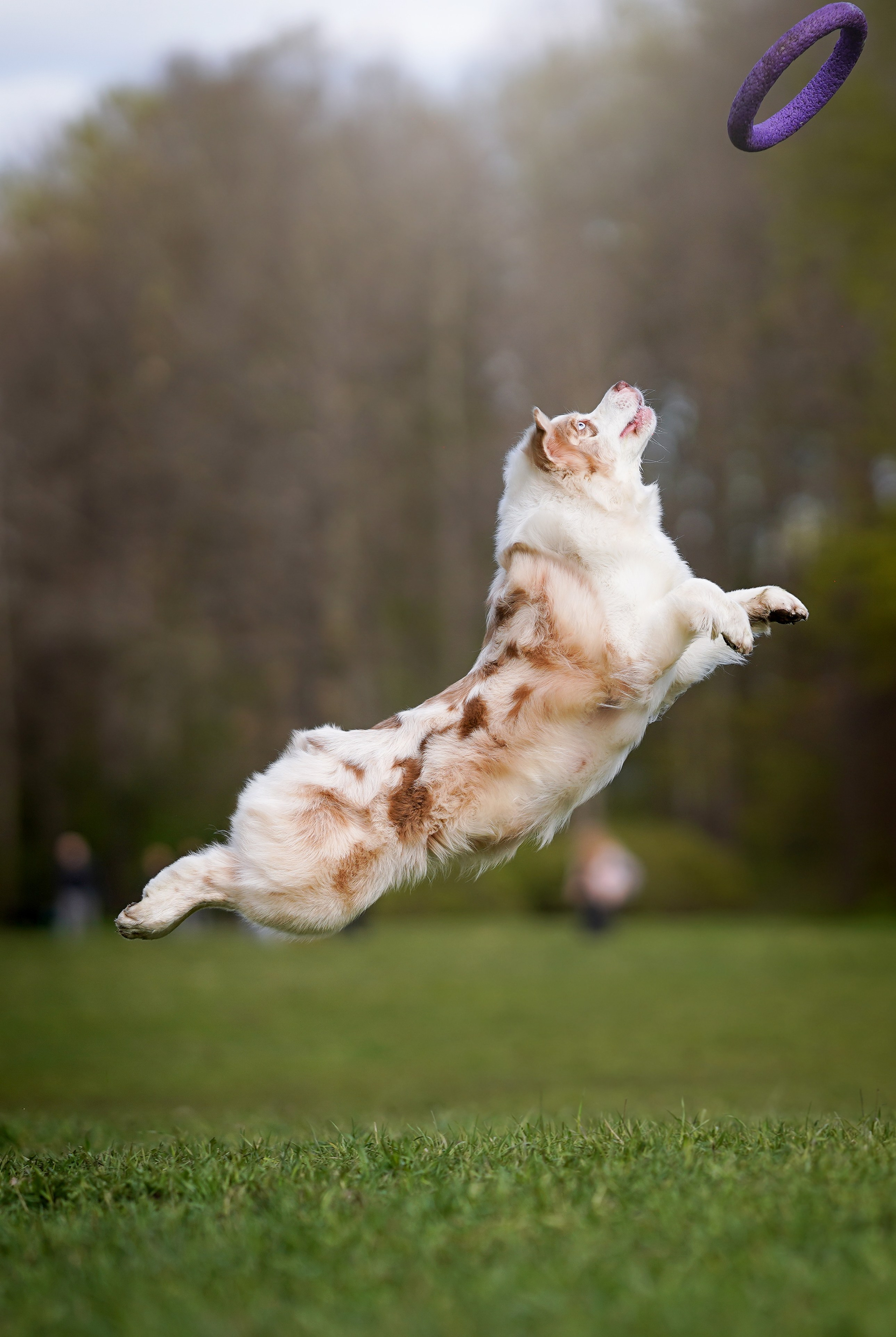Рокки и Гермиона. Фотограф-анималист в Санкт-Петербурге Яна Мартынова