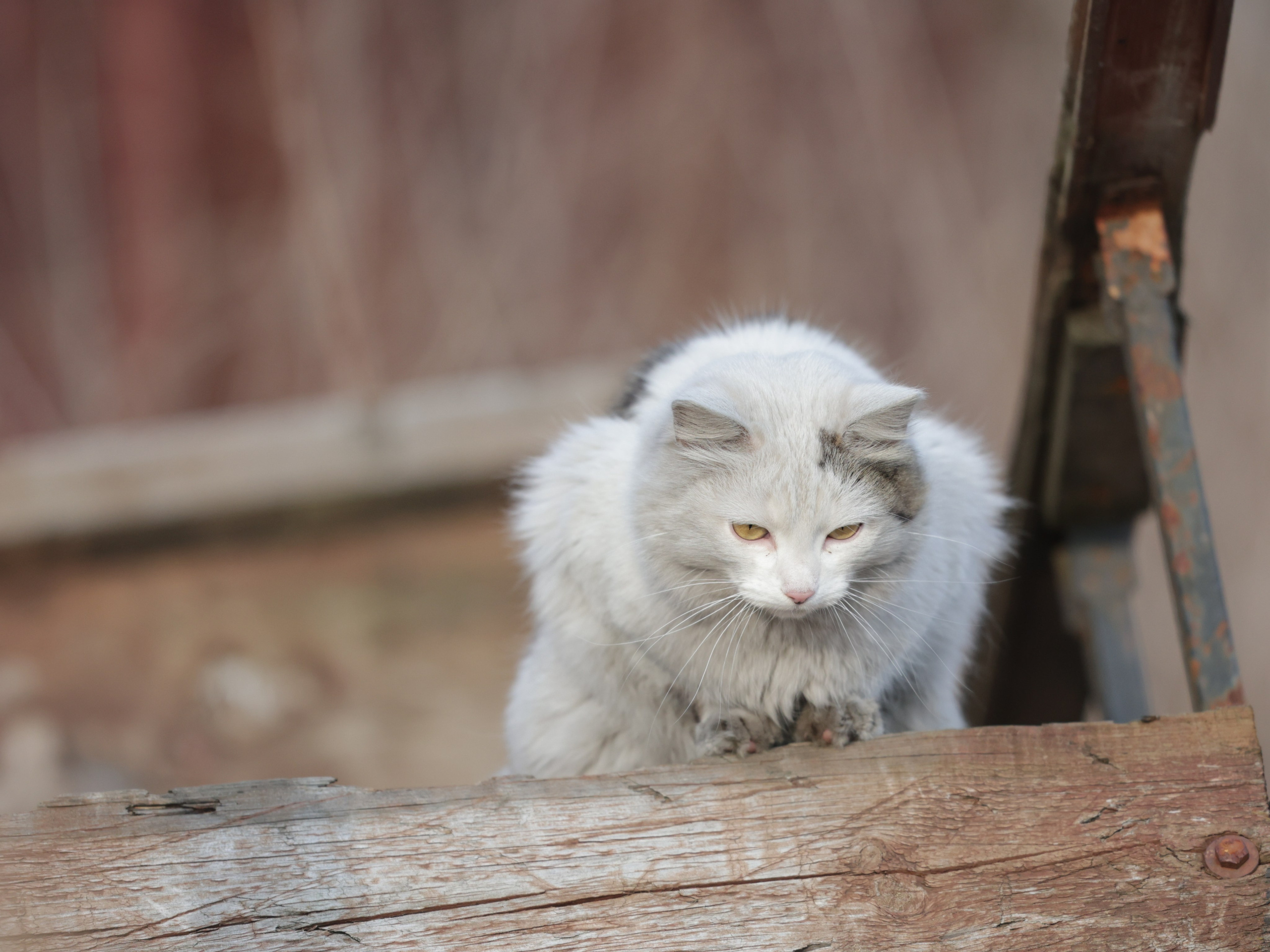 Фотограф Татьяна Марсуверских г. Жуковский, Москва и Мо. Репортажные съёмки, фотосессии,  фотограф анималист, фотосъёмка животных. Фотограф для маркетплейсов, фотоуслуги в Жуковском Татьяна Марсуверских