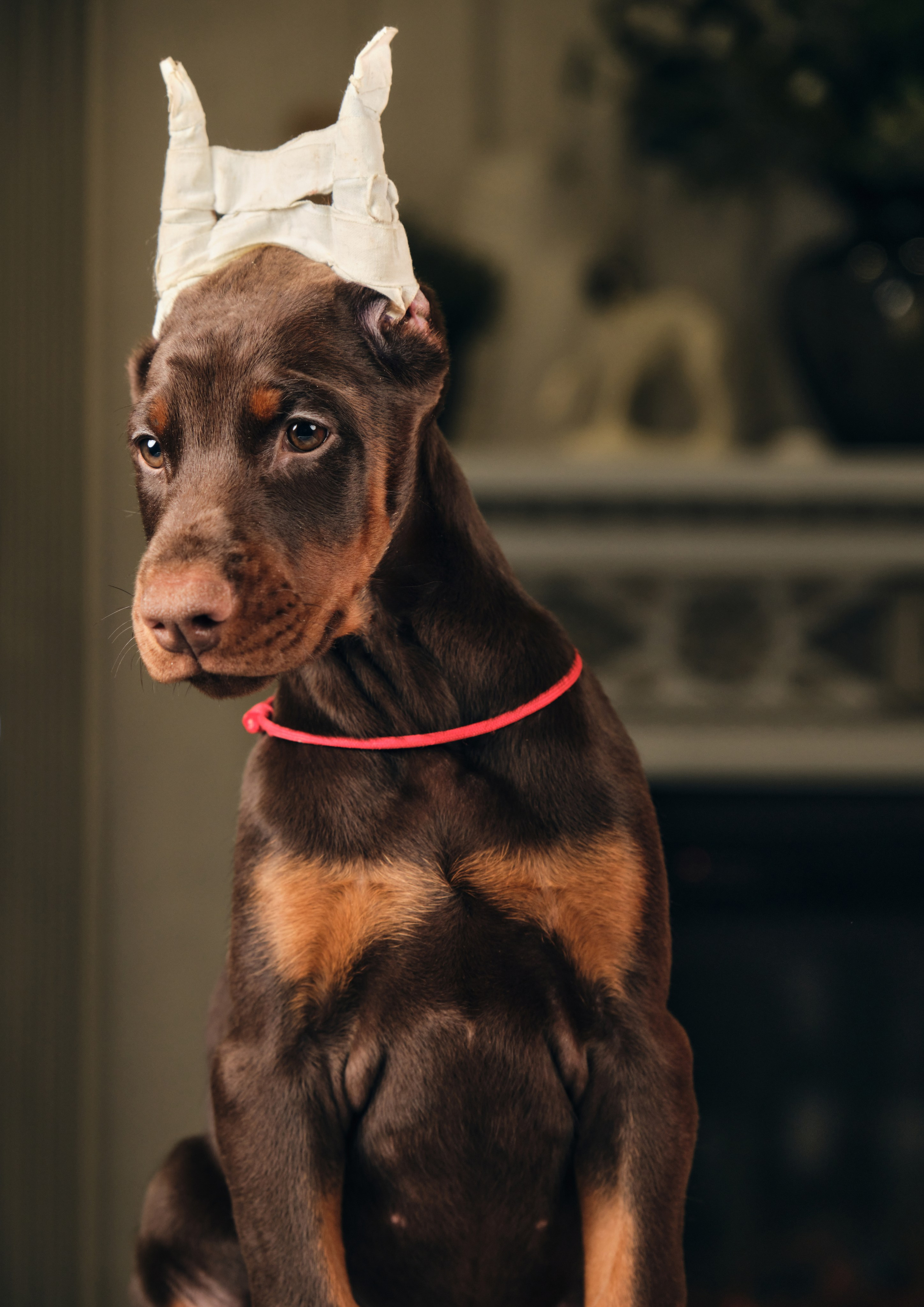 Фотограф животных в Москве и московской области. Профессиональный фотограф в Москве — Максим Дьяконов