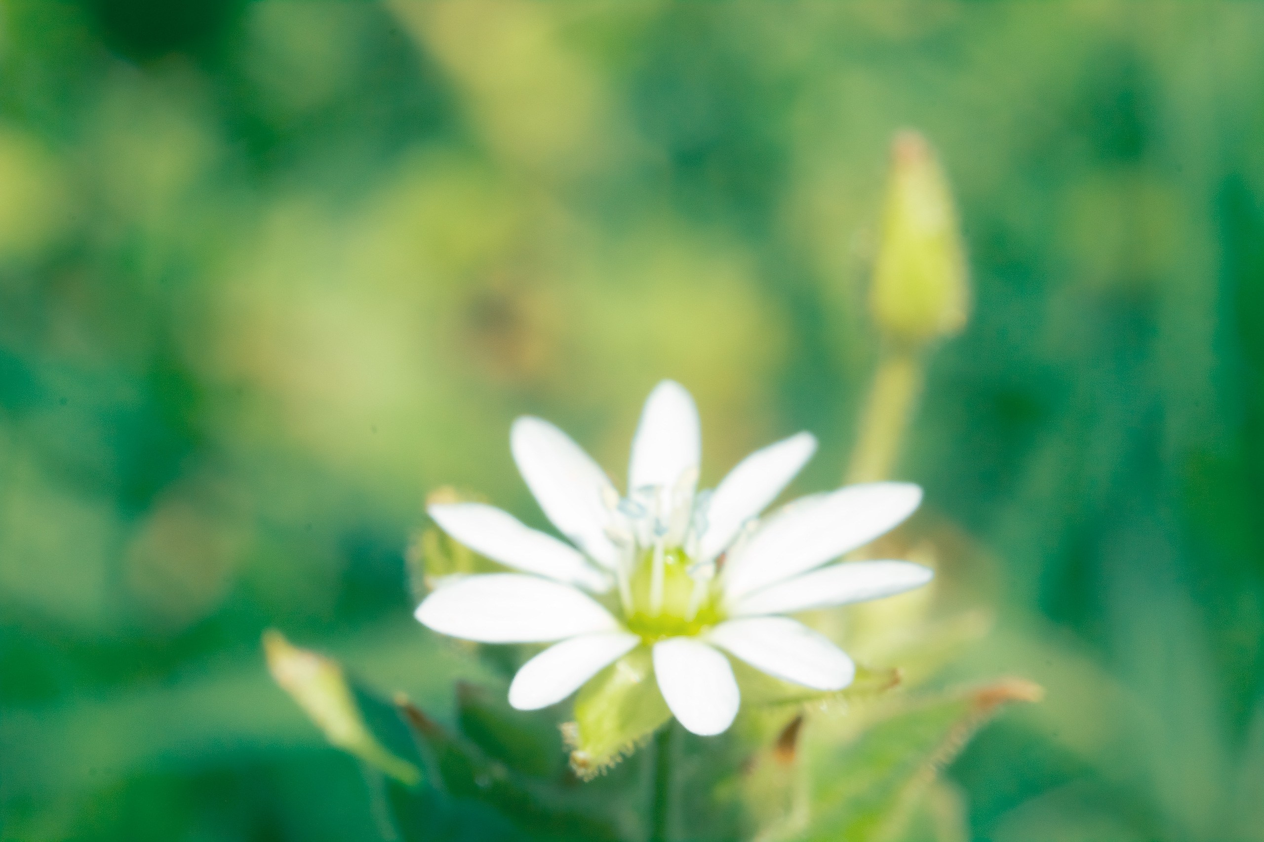 Великое в Малом. Аmat Victoria Сuram