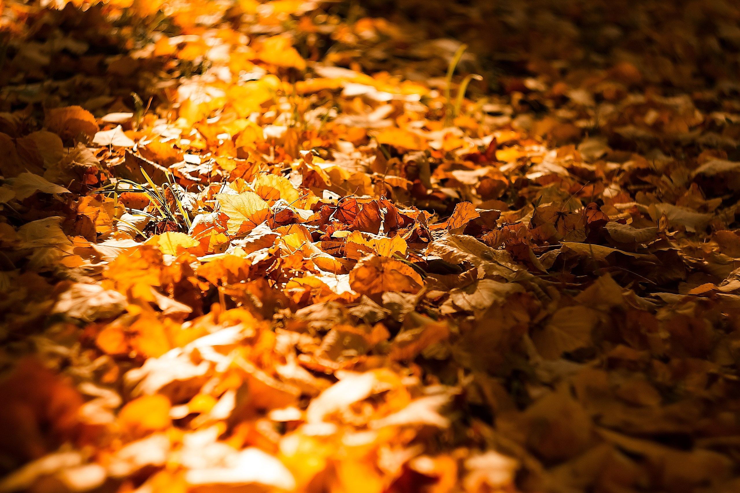 Свет и Цвет. Аmat Victoria Сuram