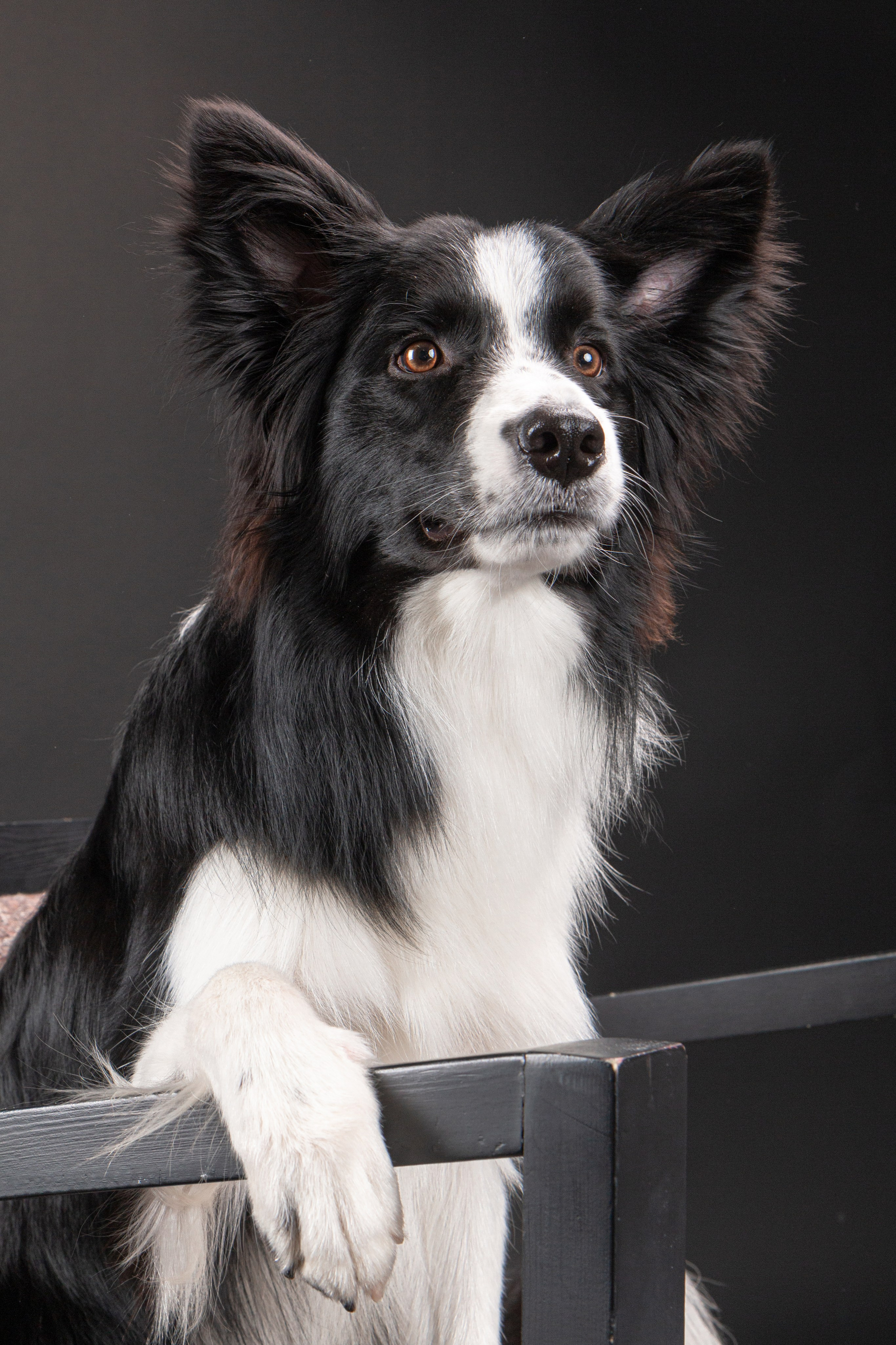 Фотосъёмка животных. Предметный и репортажный фотограф Алексей Кротов