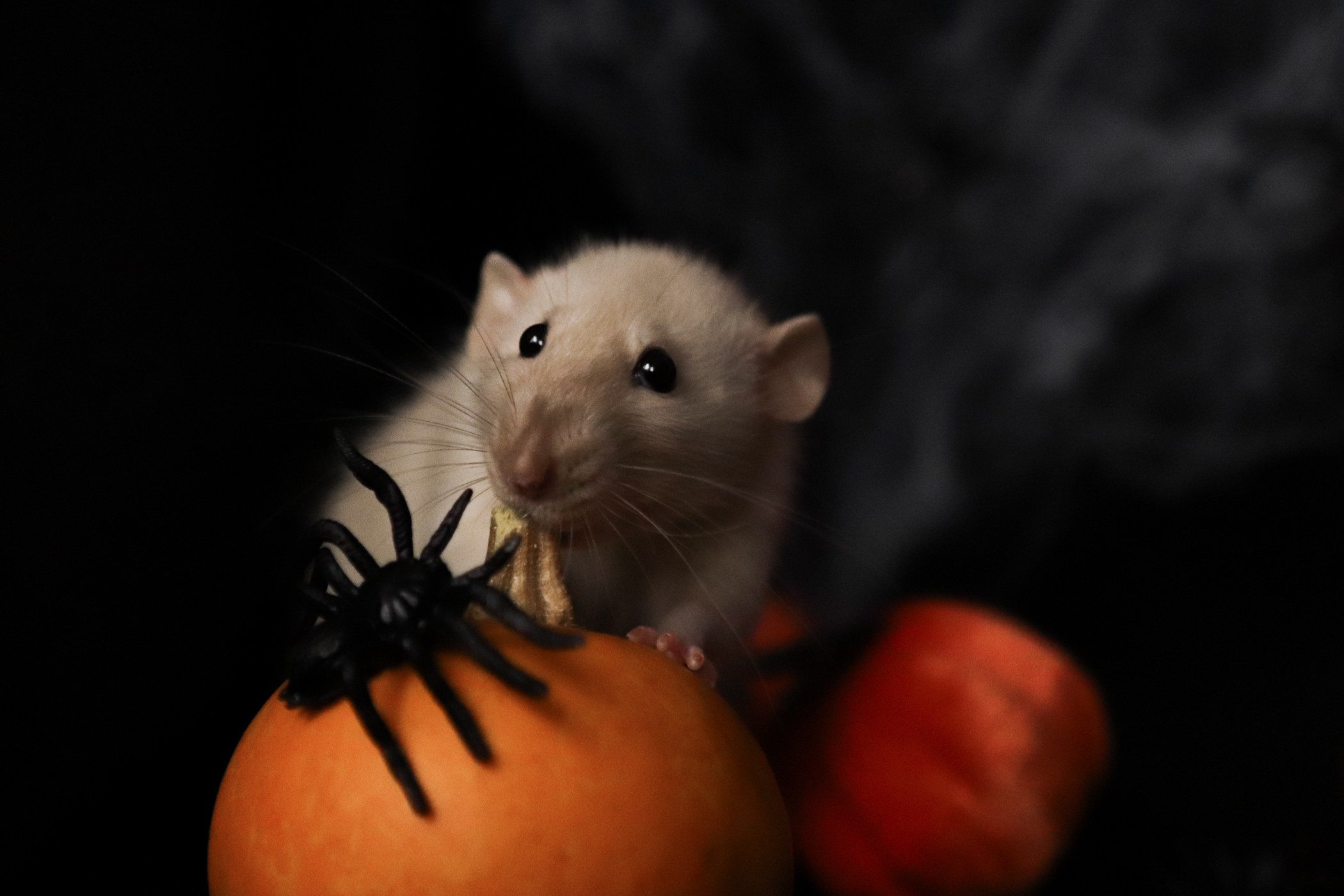 Грызуны. Фотограф-анималист Полина Колкова | Москва