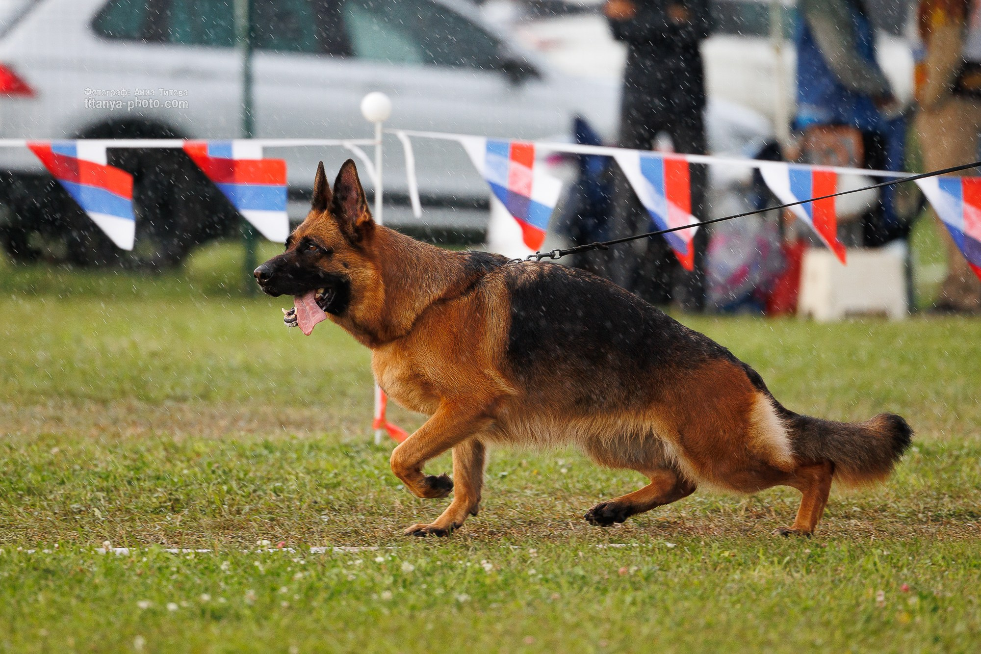 Немецкие овчарки: фото из рингов и вне ринга, мутпроба (фотографии с выставок). Фотограф собак, фотограф-анималист Аня Титова (Titanya). Москва