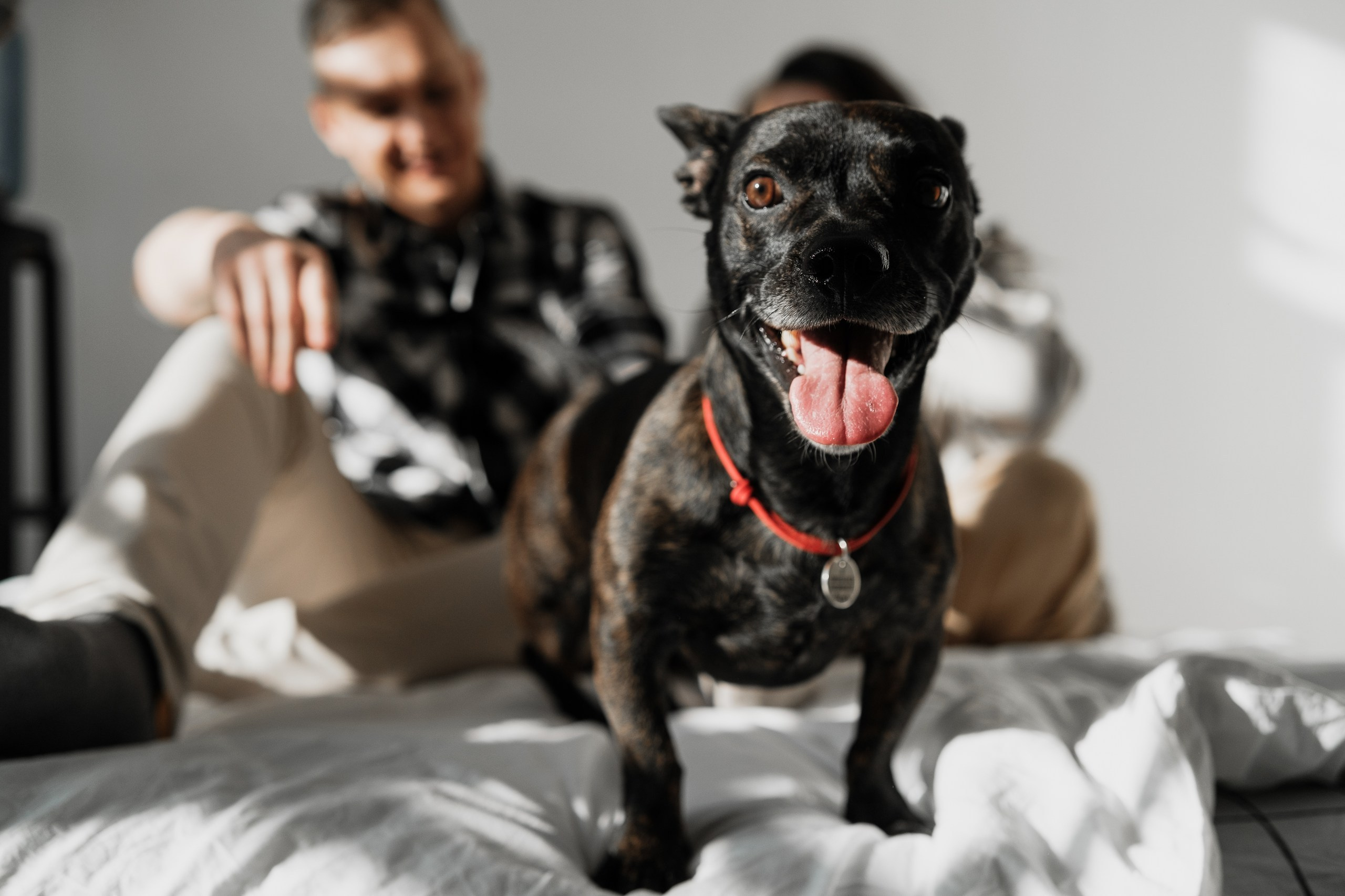 Денис, Настя и Руби. Интерьерный фотограф и видеограф в Санкт-Петербурге Вадим Балбашевский