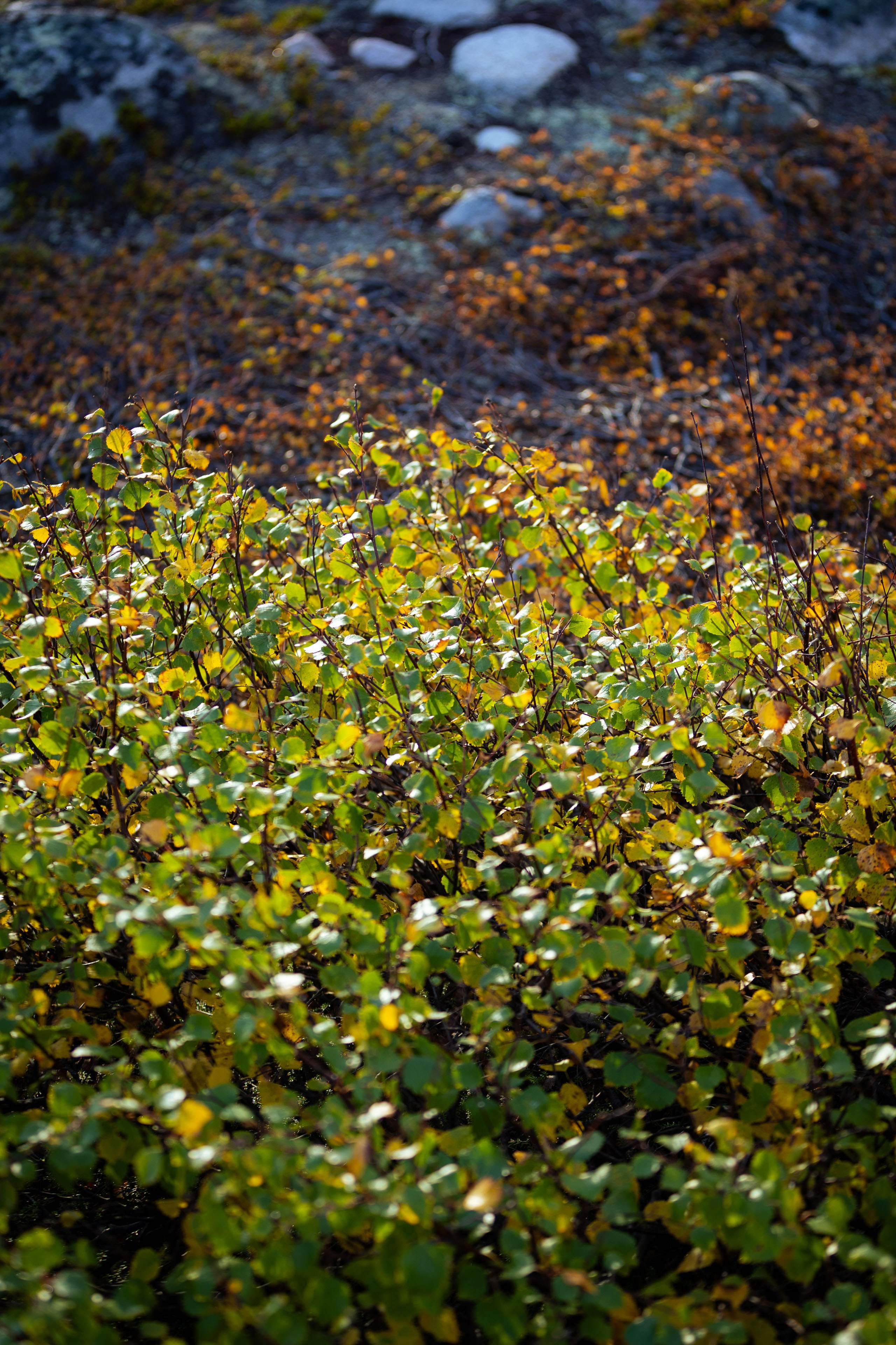 Кольский (осень 2025). Фотограф Виноградов Константин
