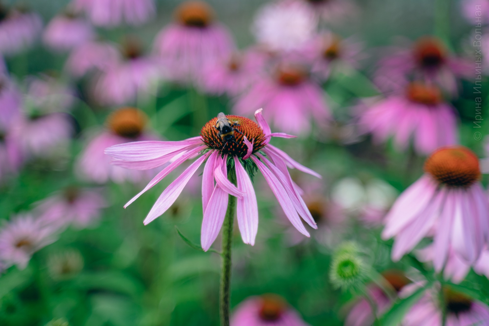 Фотокартины. Семейный фотограф Ирина Ильиных-Вольная в Москве и не только