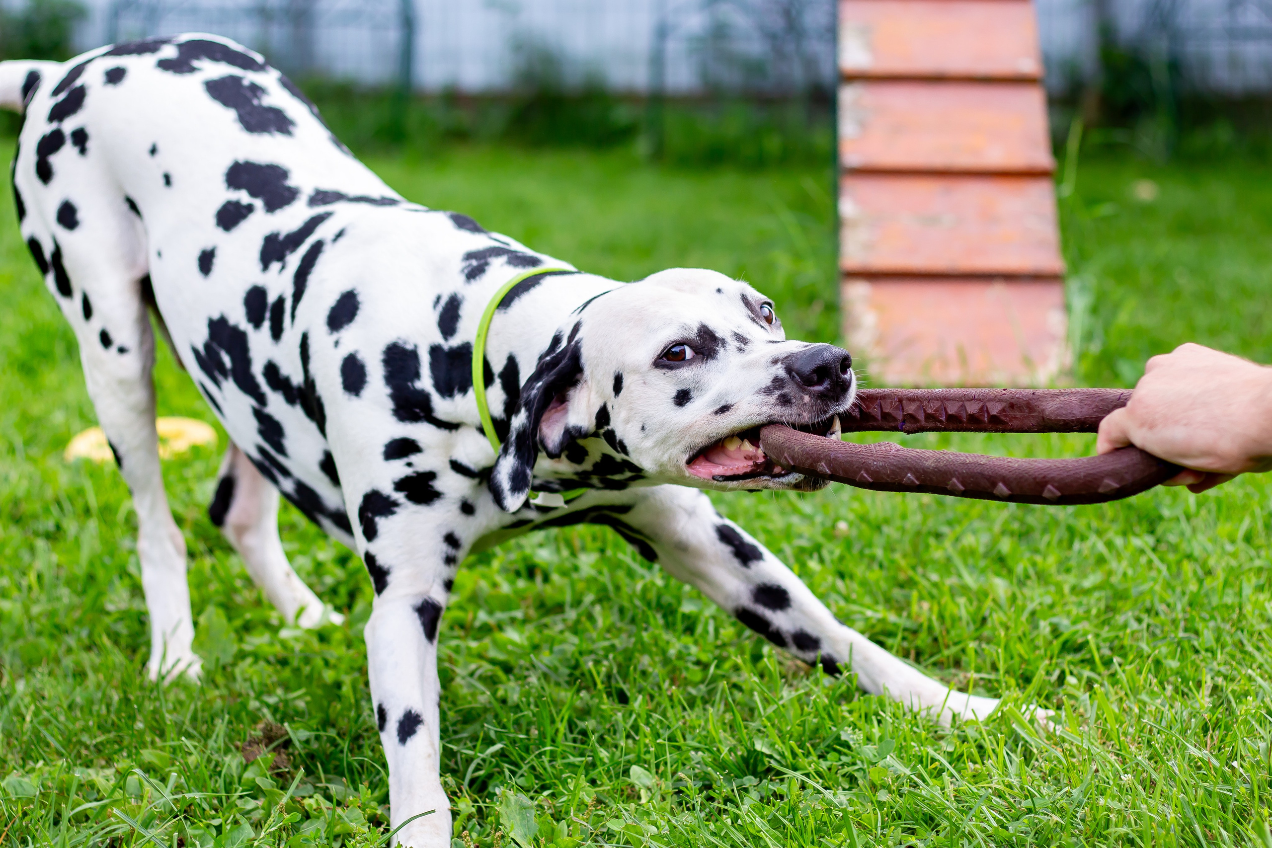 Собачья жизнь — Зоогостиница «Счастливые мечтатели». Фотограф • Орехово-Зуево • Балашиха • TEFO