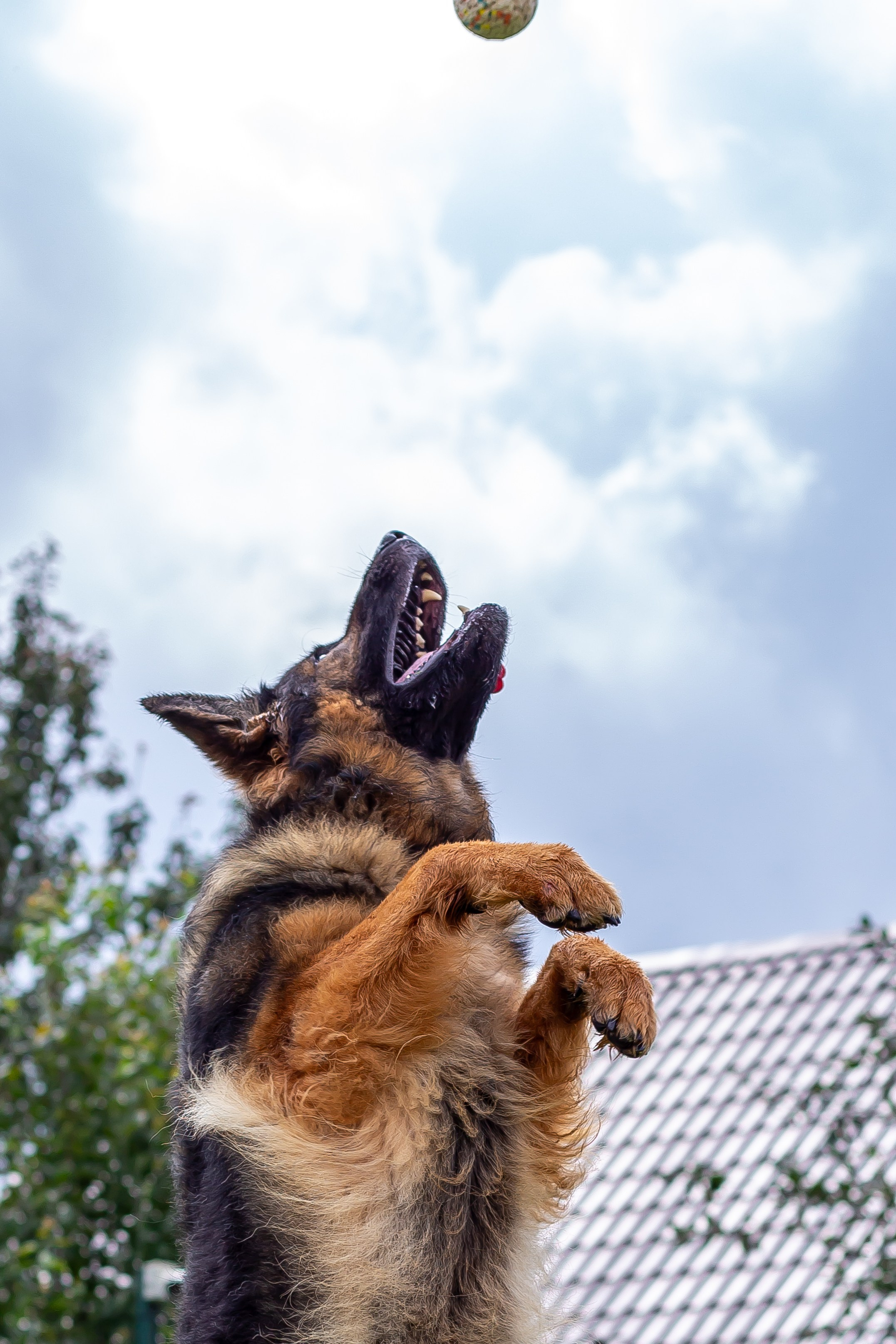 Собачья жизнь — Зоогостиница «Счастливые мечтатели». Фотограф • Орехово-Зуево • Балашиха • TEFO