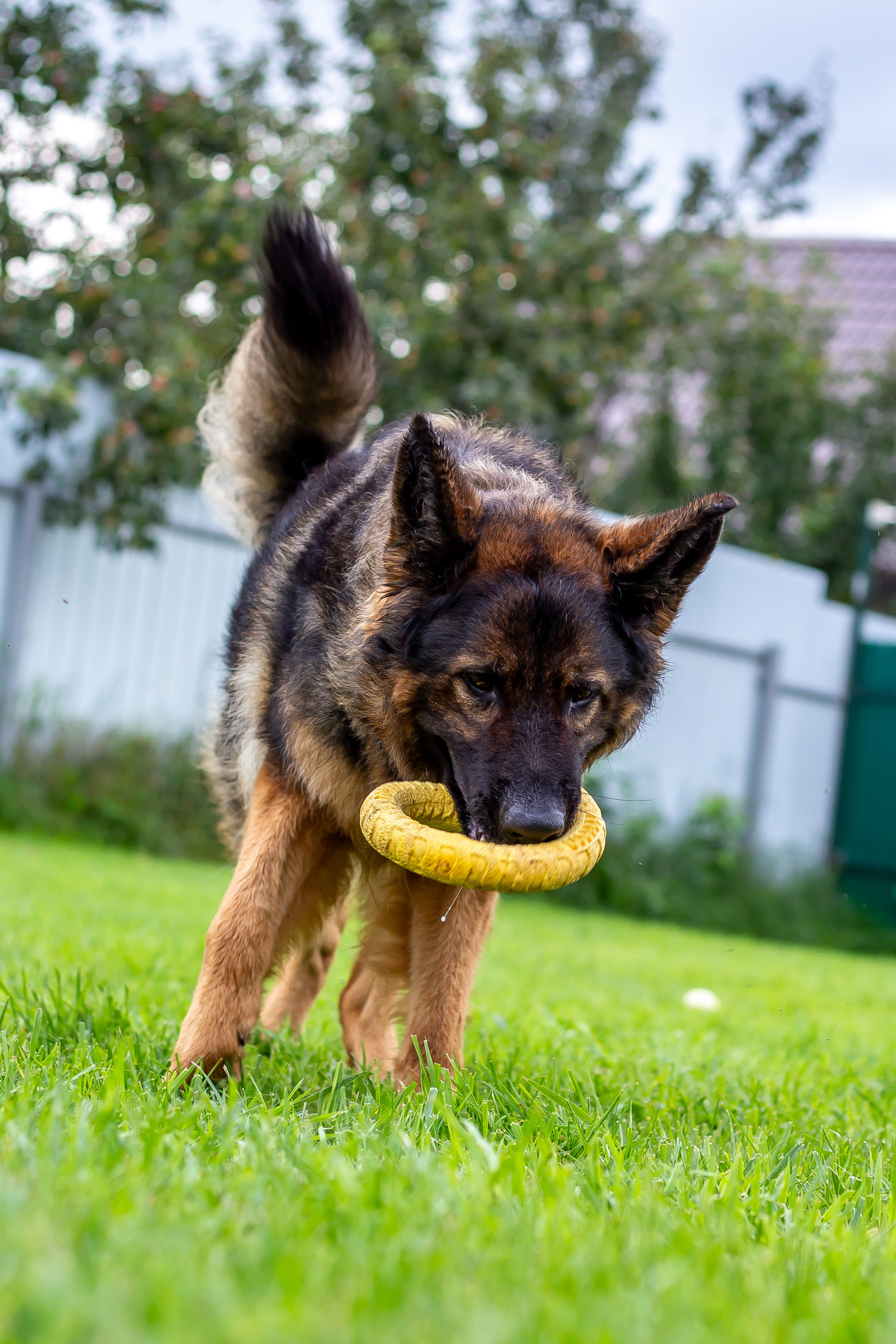 Собачья жизнь — Зоогостиница «Счастливые мечтатели». Фотограф • Орехово-Зуево • Балашиха • TEFO