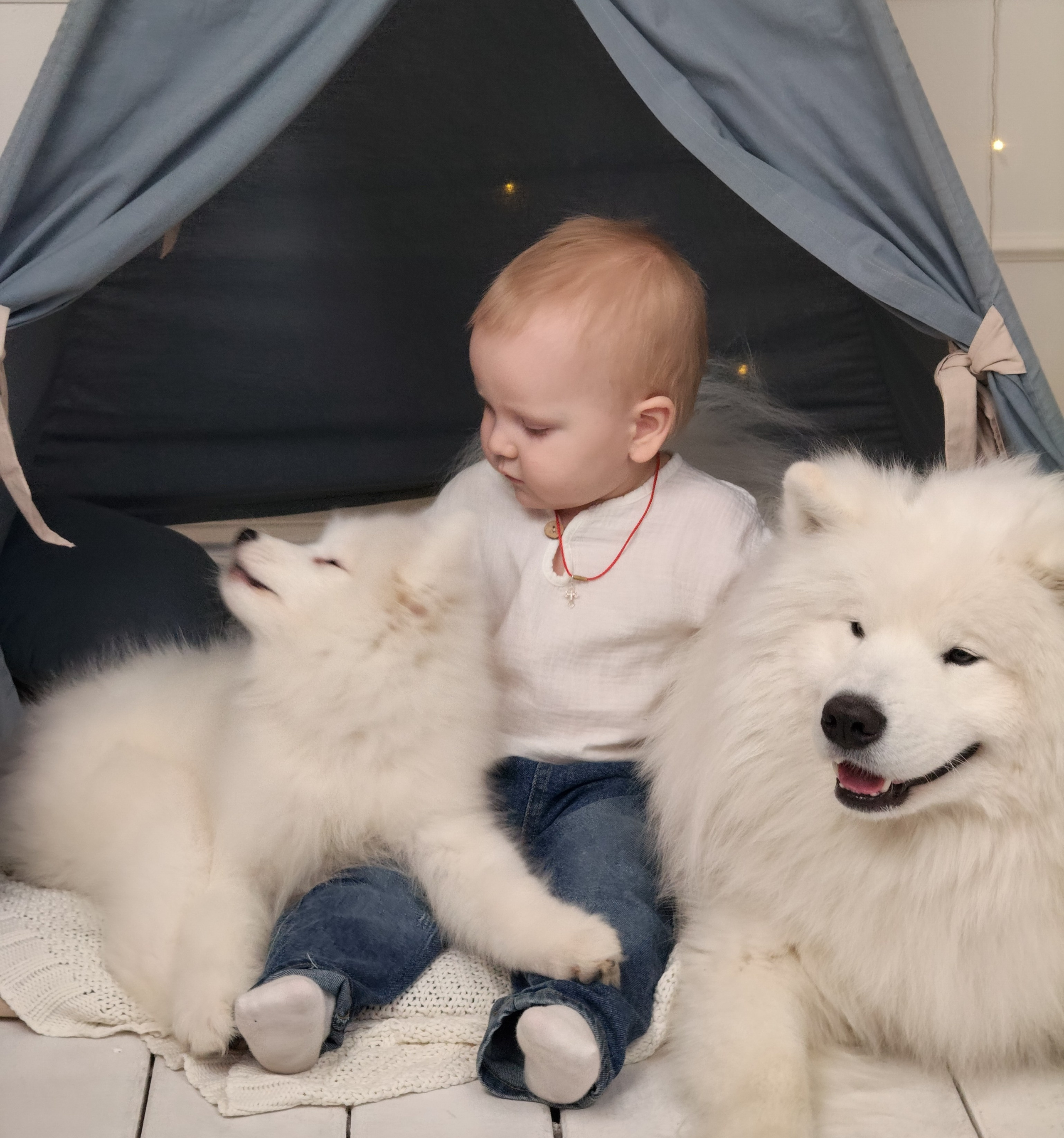 Отзывы. Самоед Новосибирск