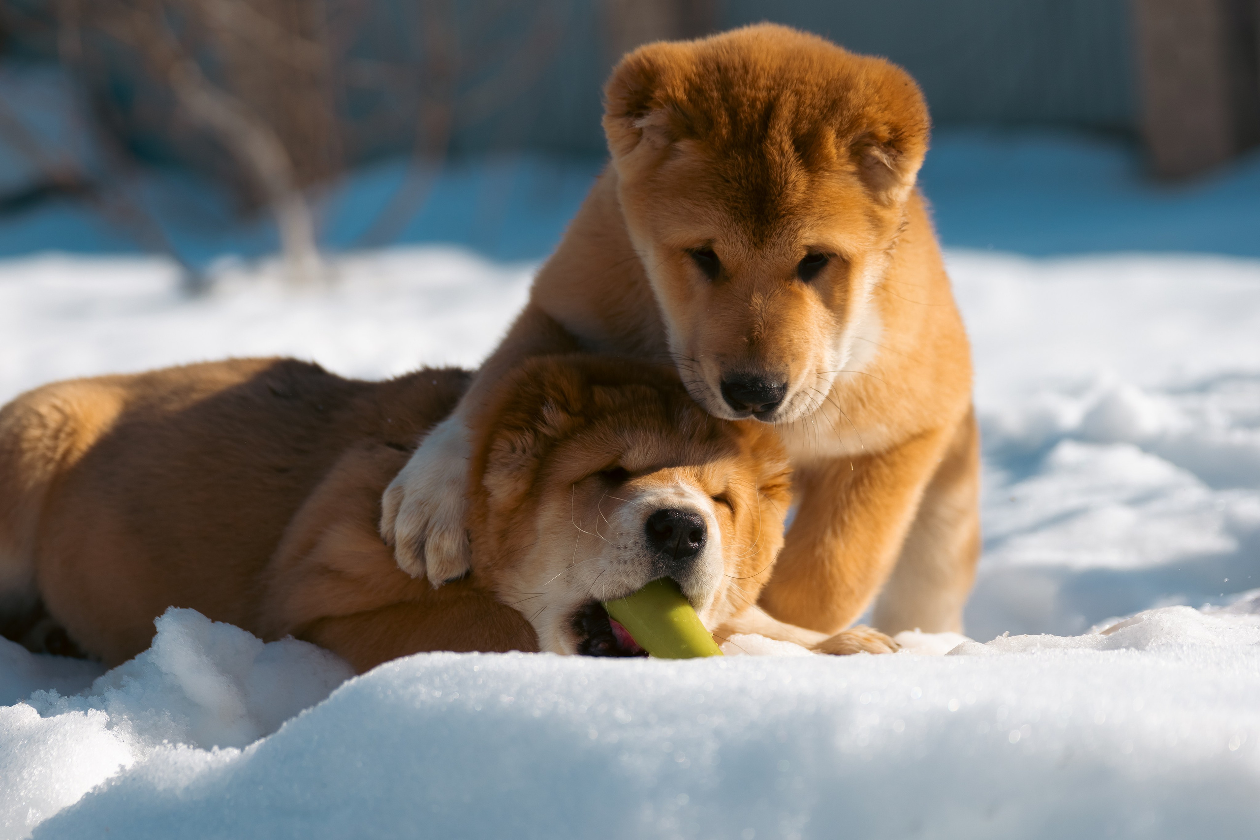 Щенки/котята. Фотограф-анималист Нижний Новгород