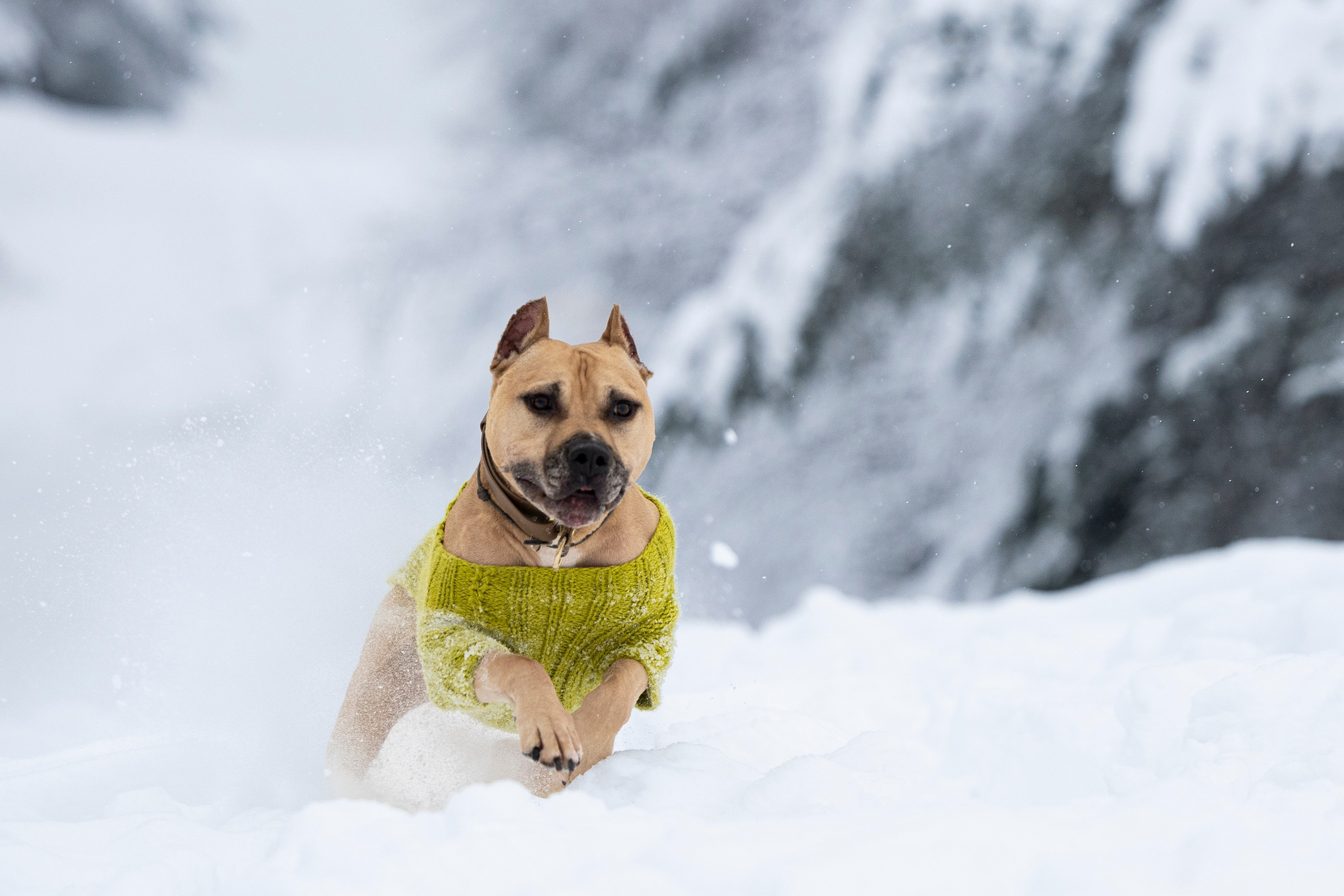 Миура. Фотограф-анималист Анна Маринич