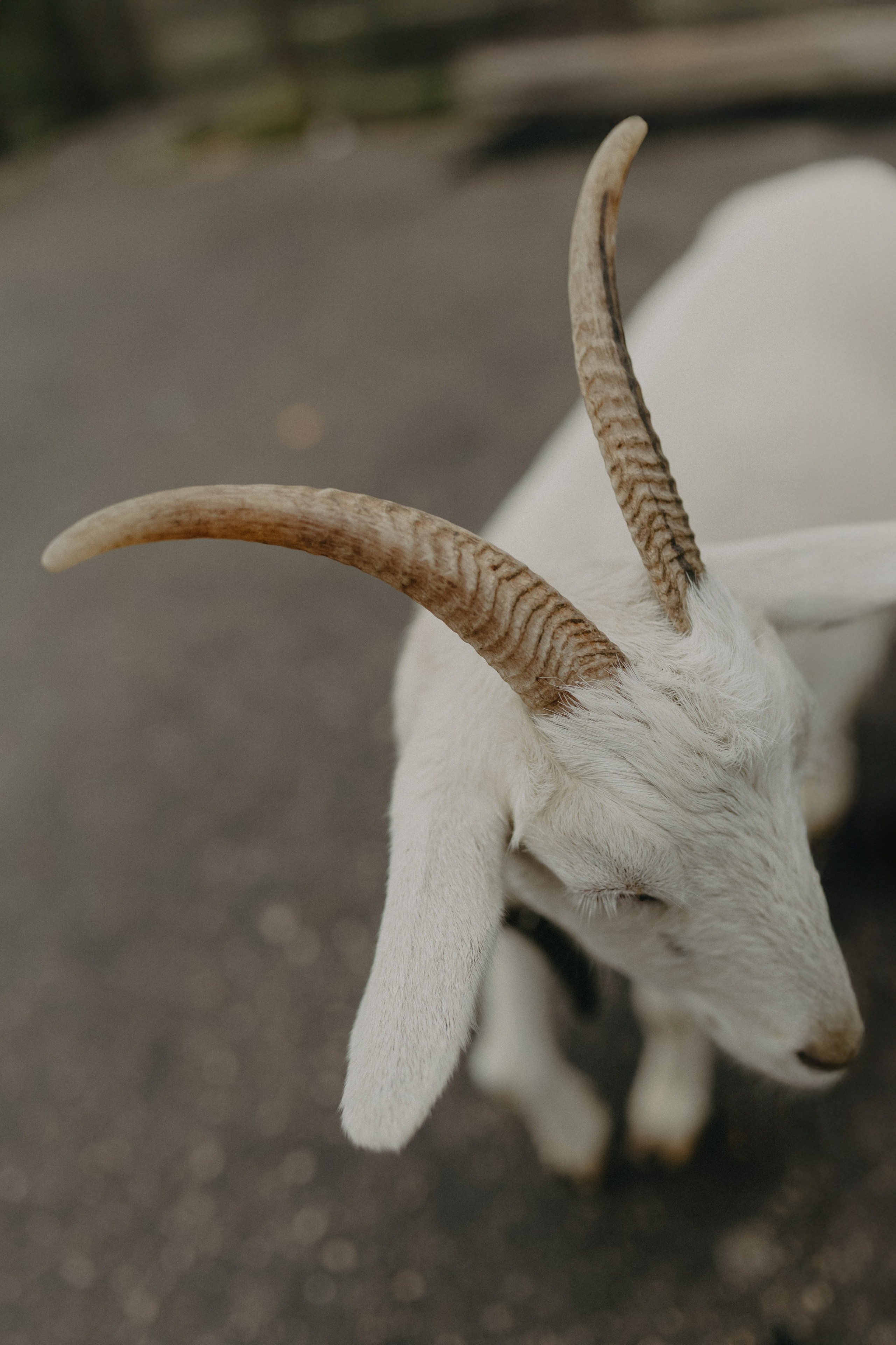 Диана и Антон. Свадебный и семейный фотограф Женя Добрянская в Нижнем Новгороде