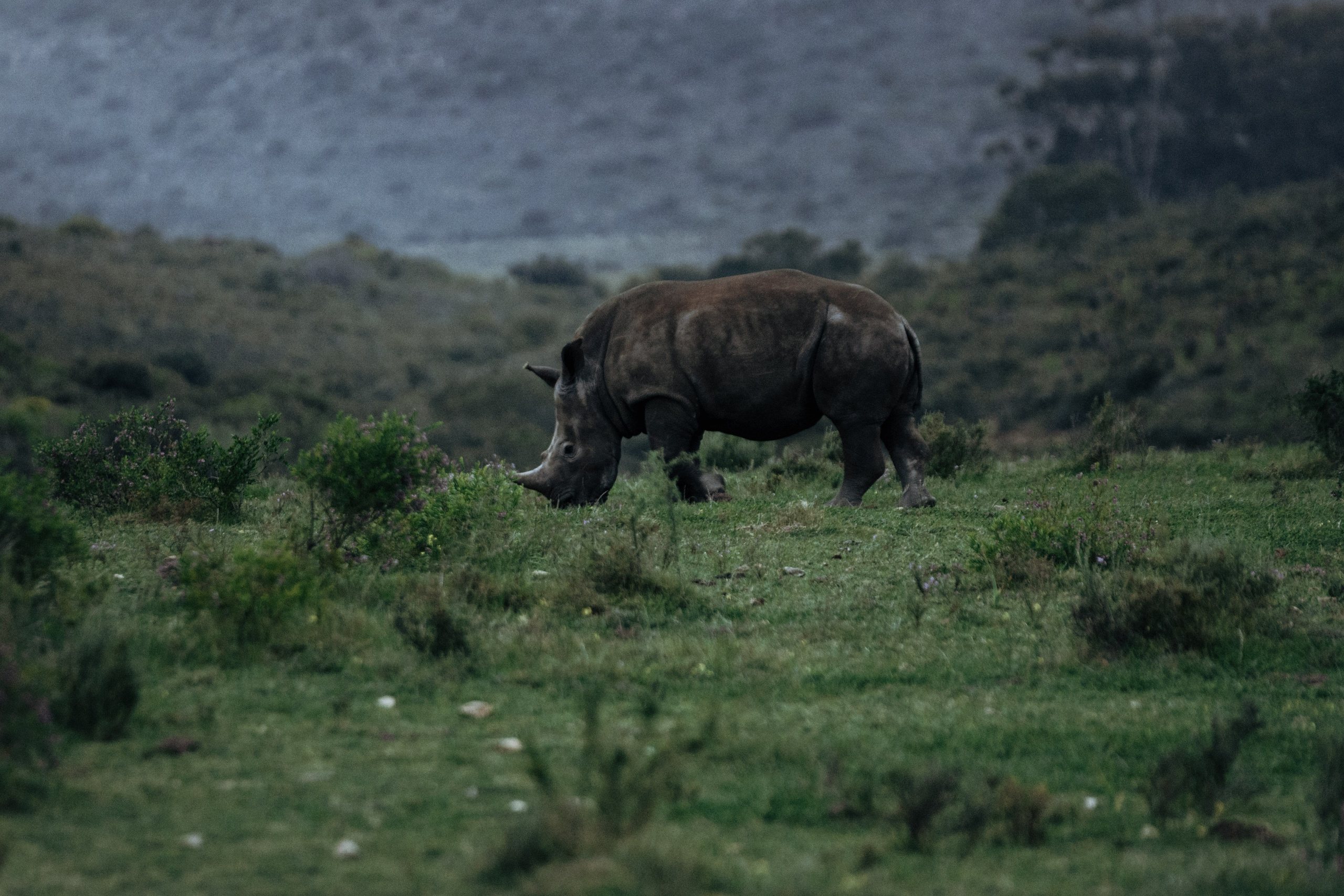 Africa/UAR. @oljiofilm: Олег Иванов — фотограф