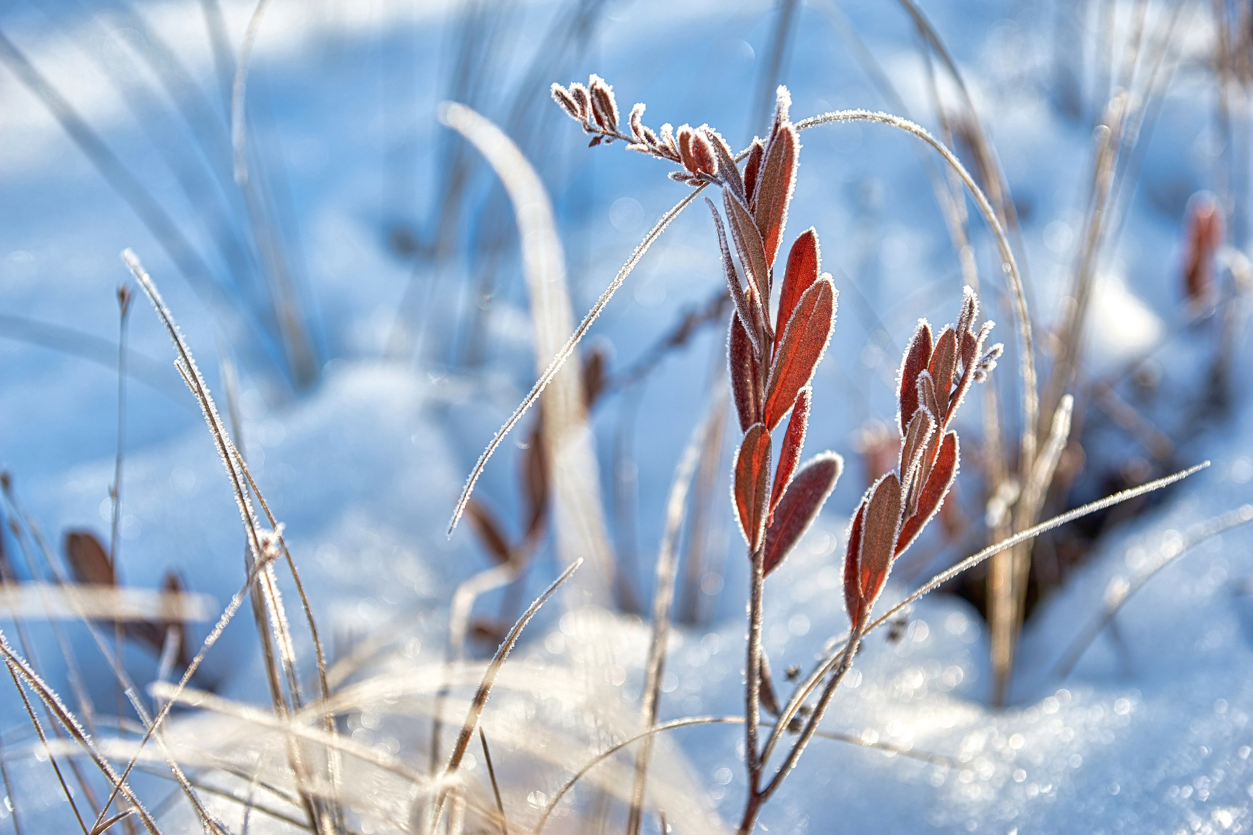 Наша мать — природа. Фотограф Владимир Артамонов