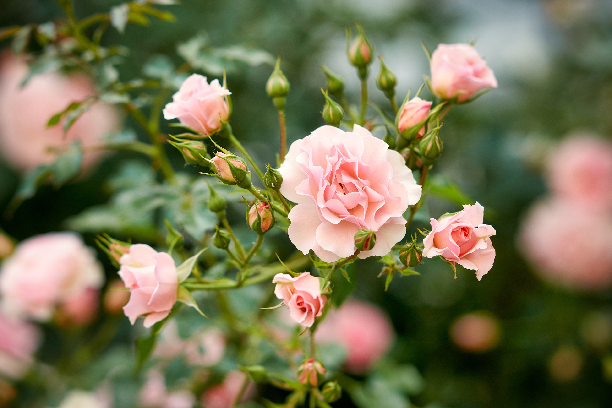 Наша мать — природа. Фотограф Владимир Артамонов