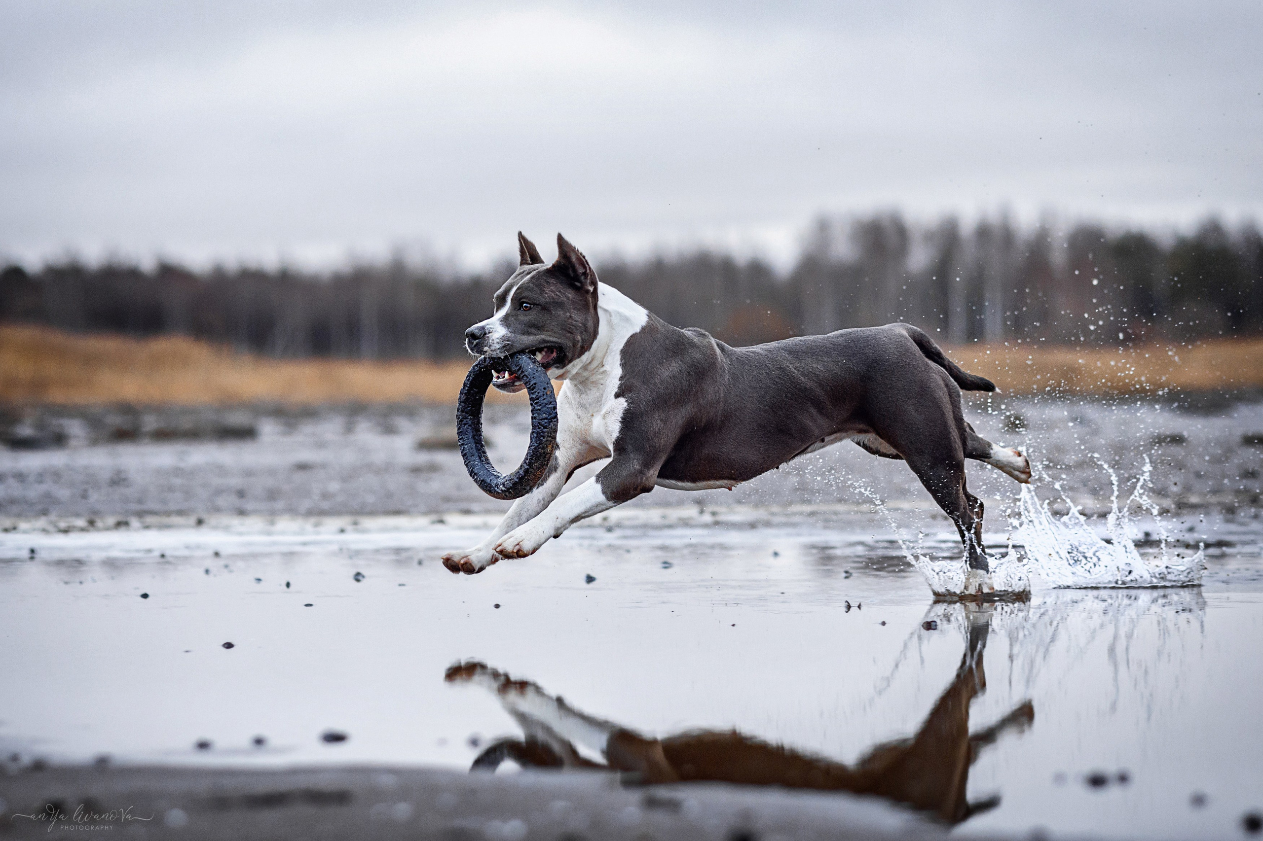 Деля. Фотограф анималист Аня Ливанова | Рыбинск