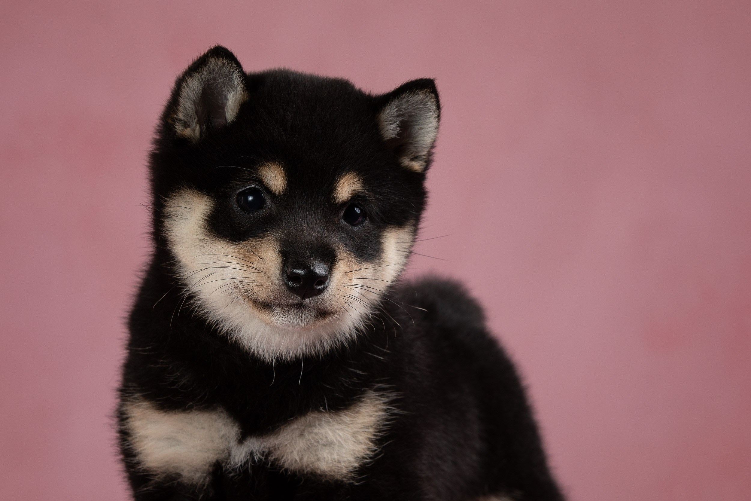 Гламурная фотосессия для щеночков. Фотограф-анималист в Москве и Московской области Татьяна Фролова