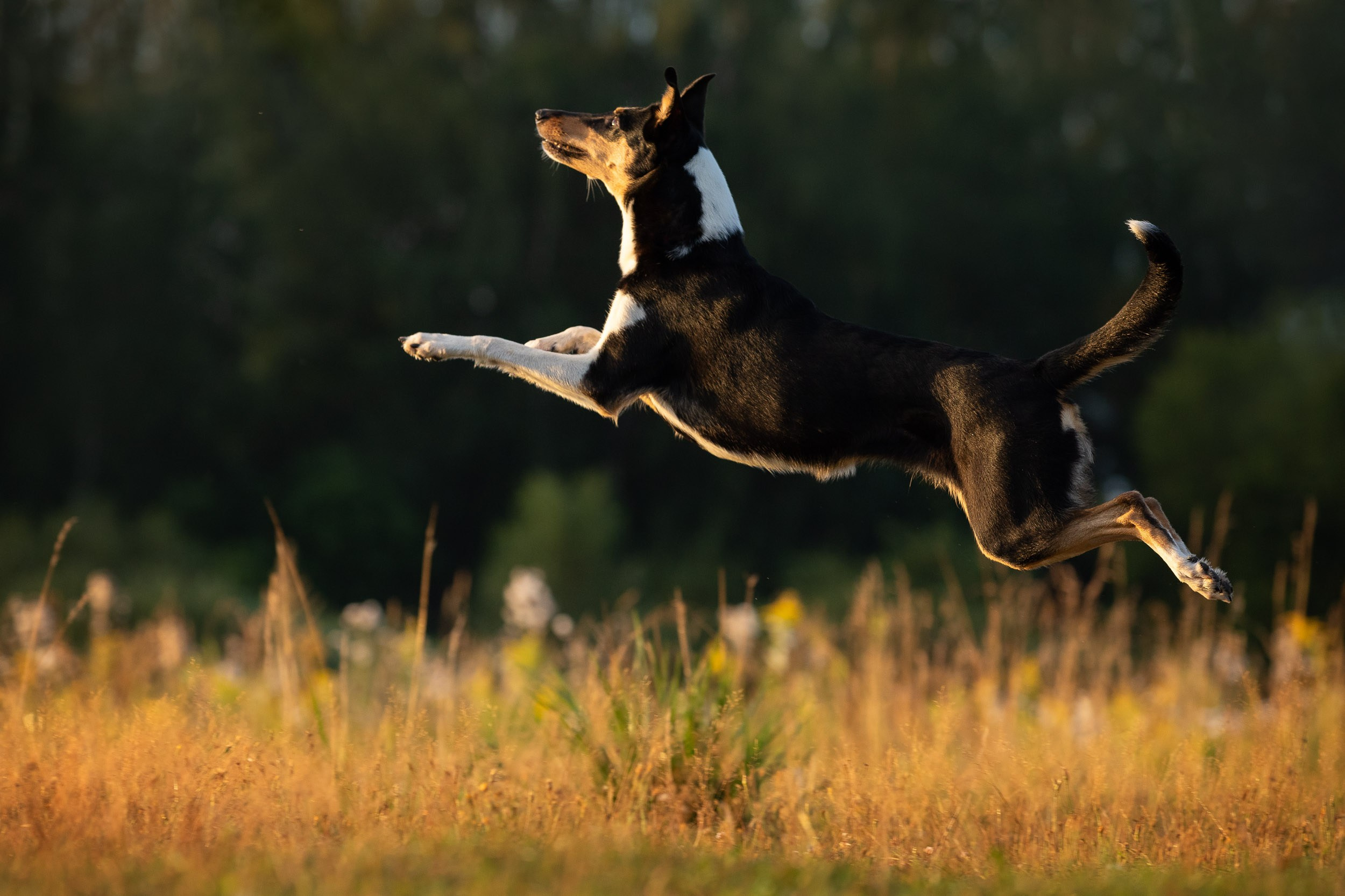 Наташа и короткошерстные колли. Фотограф-анималист в Москве и Московской области Татьяна Фролова