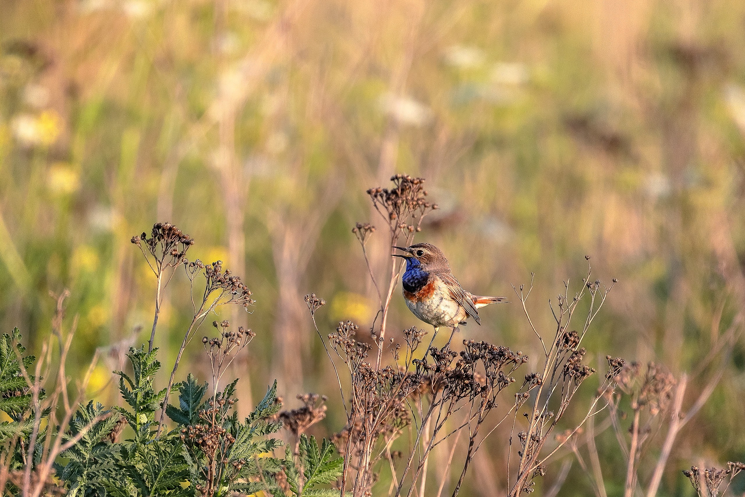 Варакушка белозвездная