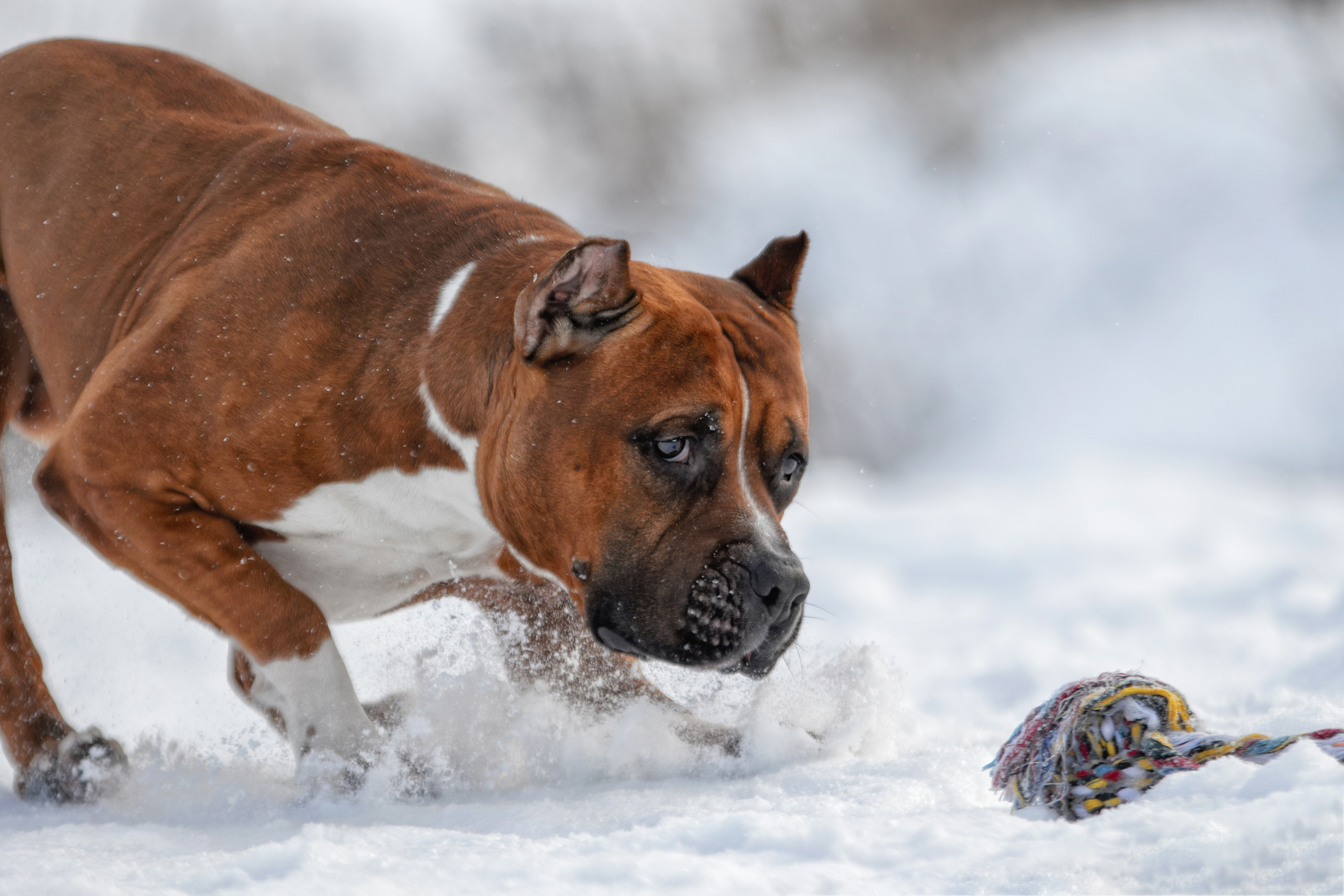 Фотограф-анималист Юлия Зубкова