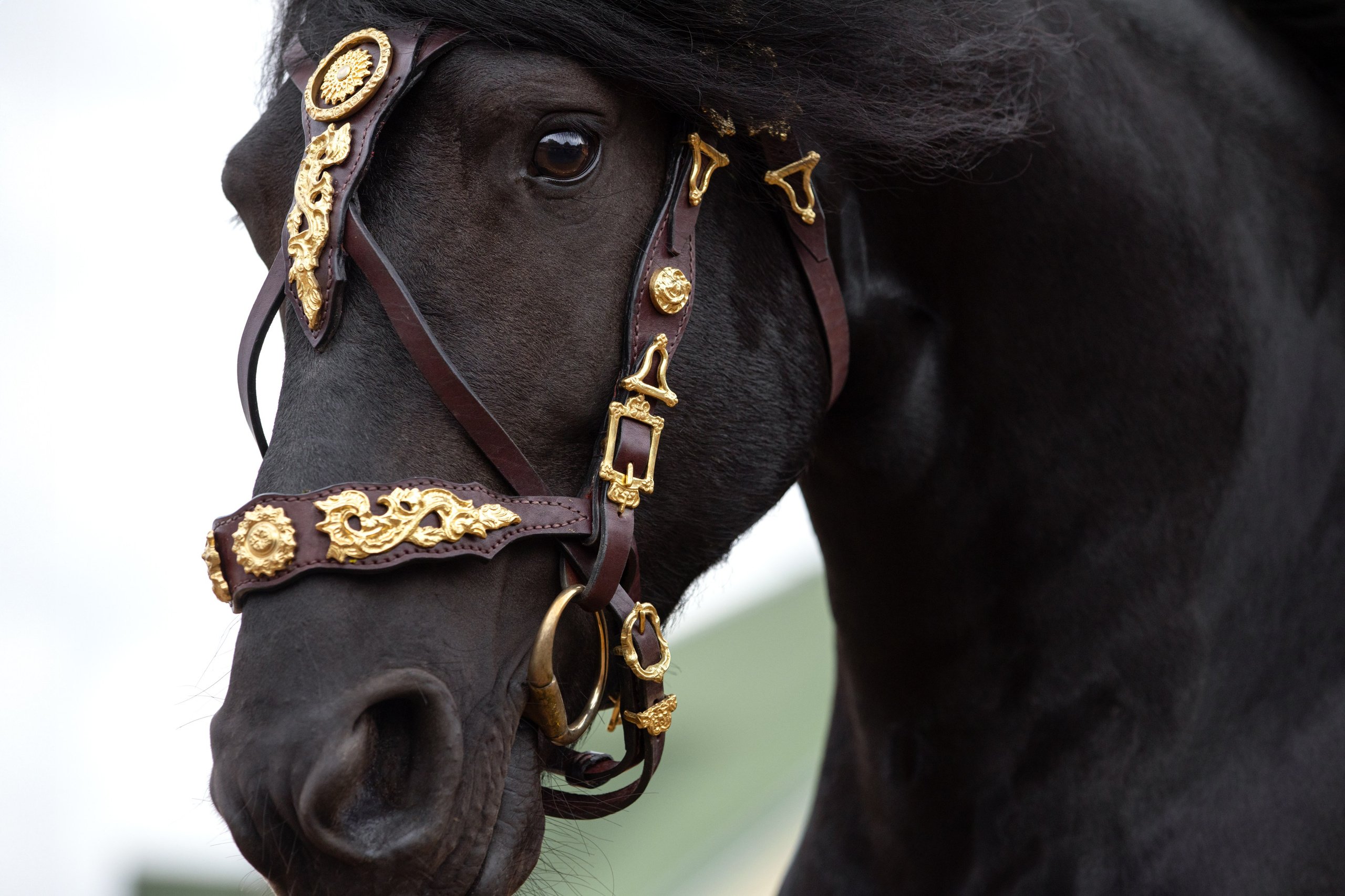 Лошади (разное). ESHE_PHOTO Фотограф в Москве и Московской области