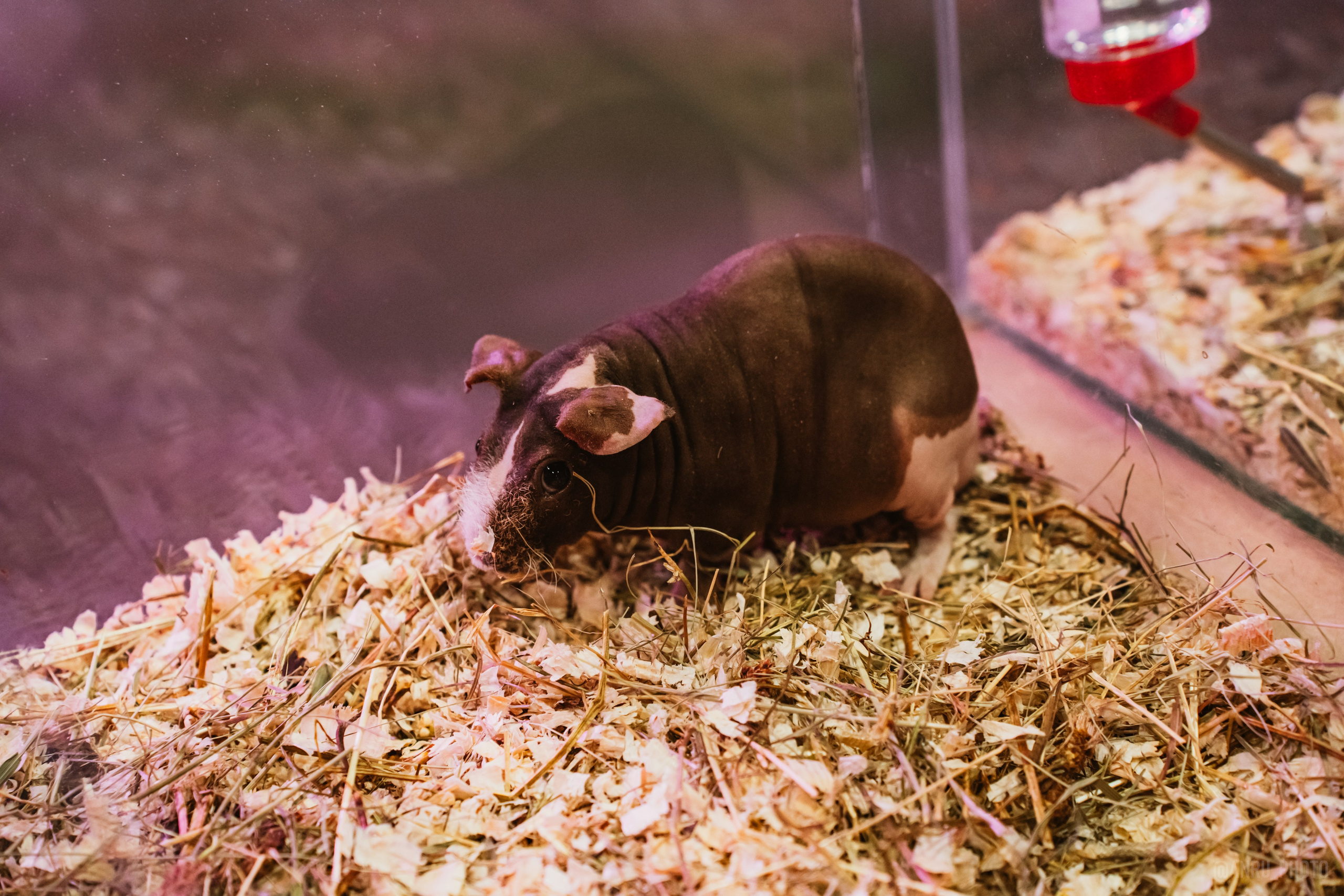 Рептилиум. Репортажный фотограф Анастасия Рубцова