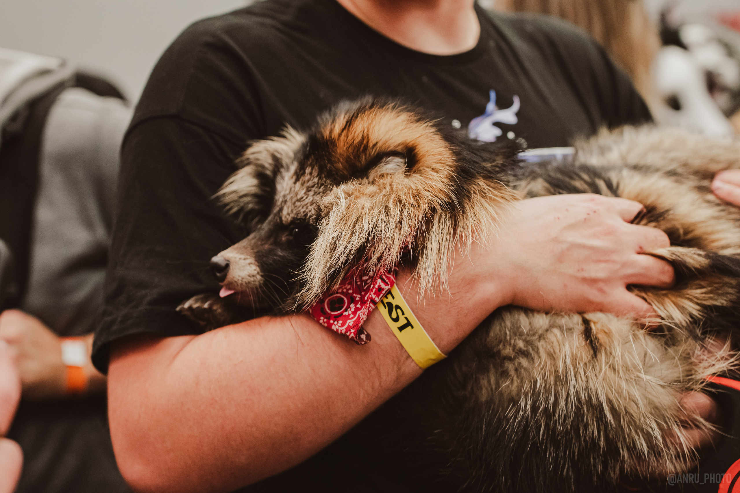 Fox Family fest. Репортажный фотограф Анастасия Рубцова