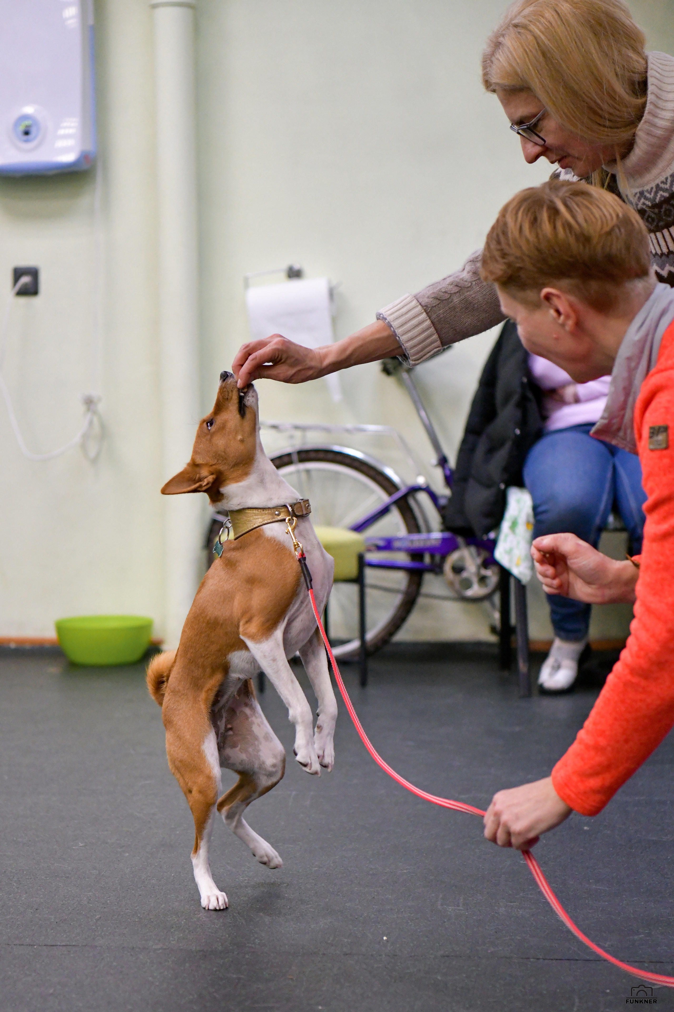 Кинологический клуб «Бодрый хвост». Свой взгляд через объектив