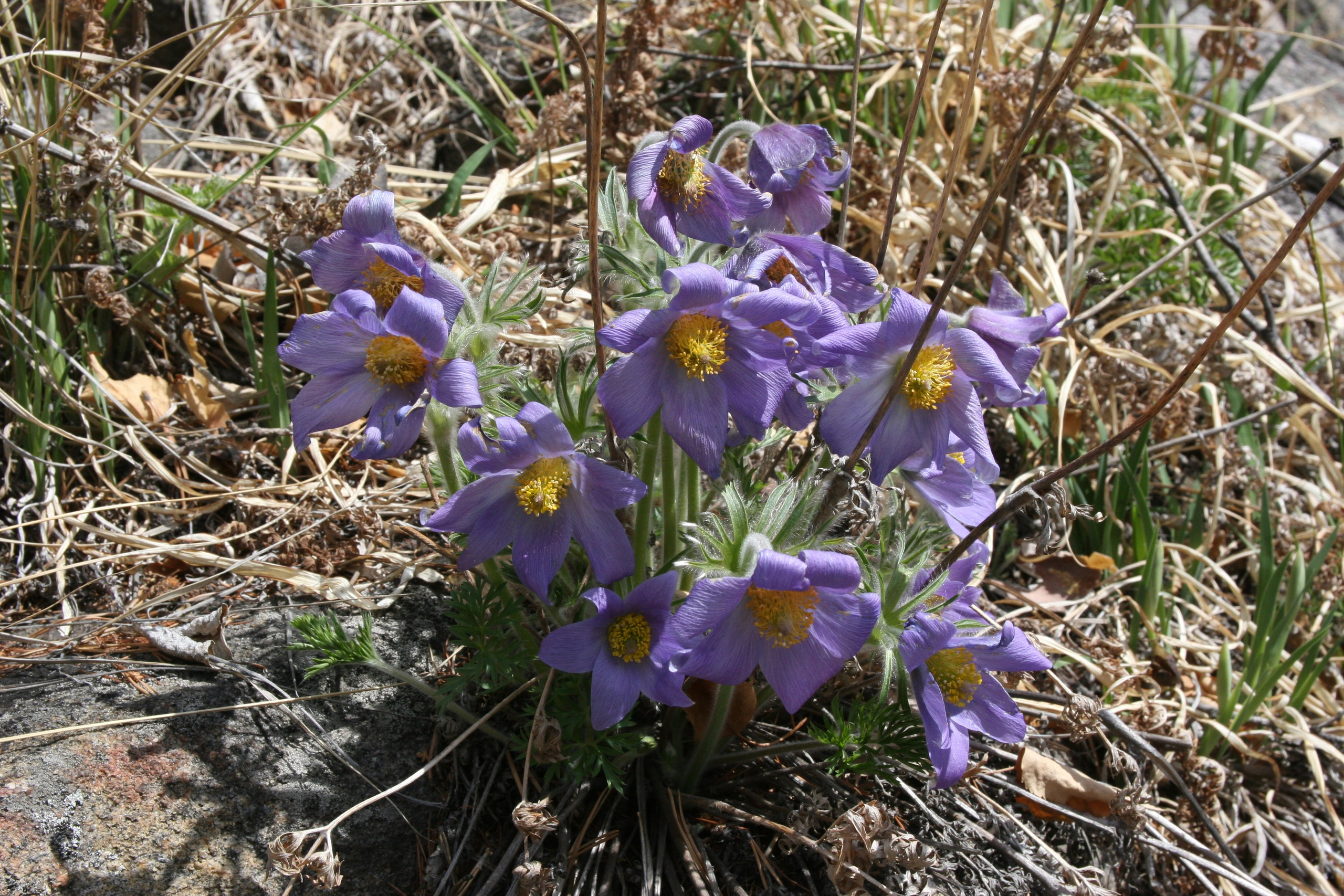 Фото Природы Забайкалья. Студия Максима Белослюдцева