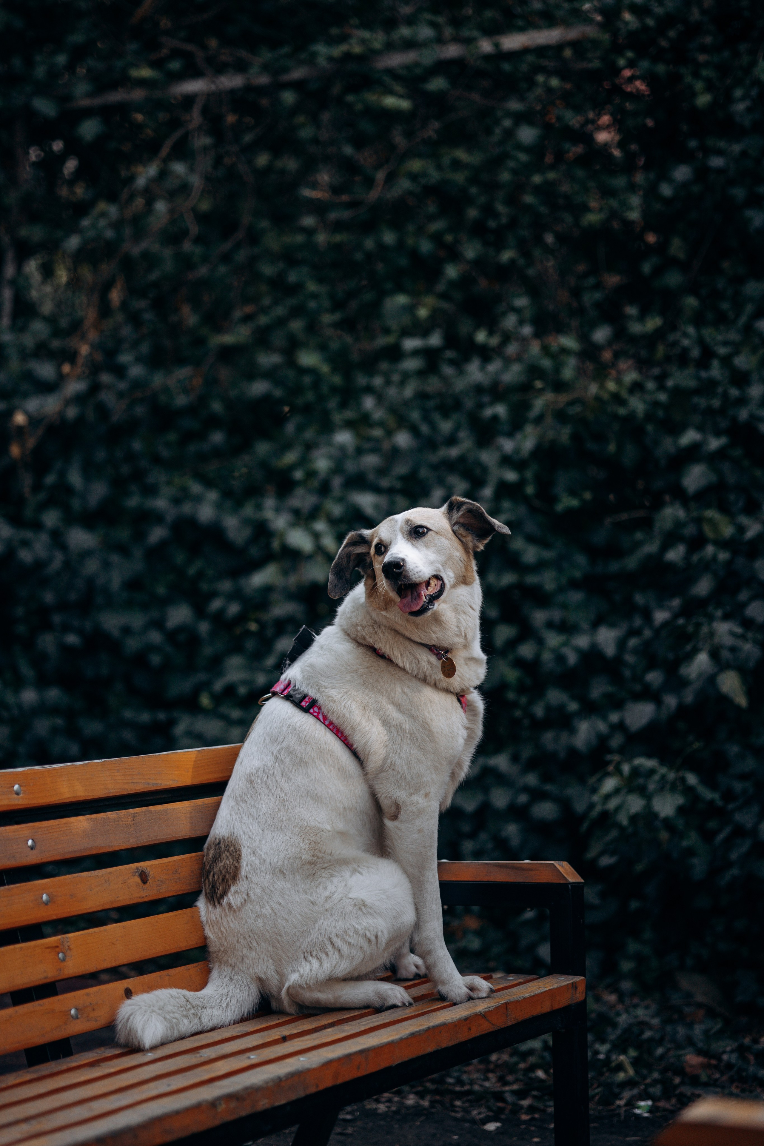 Саша и ее хвосты. Фотограф — Анималист | Санкт-Петербург