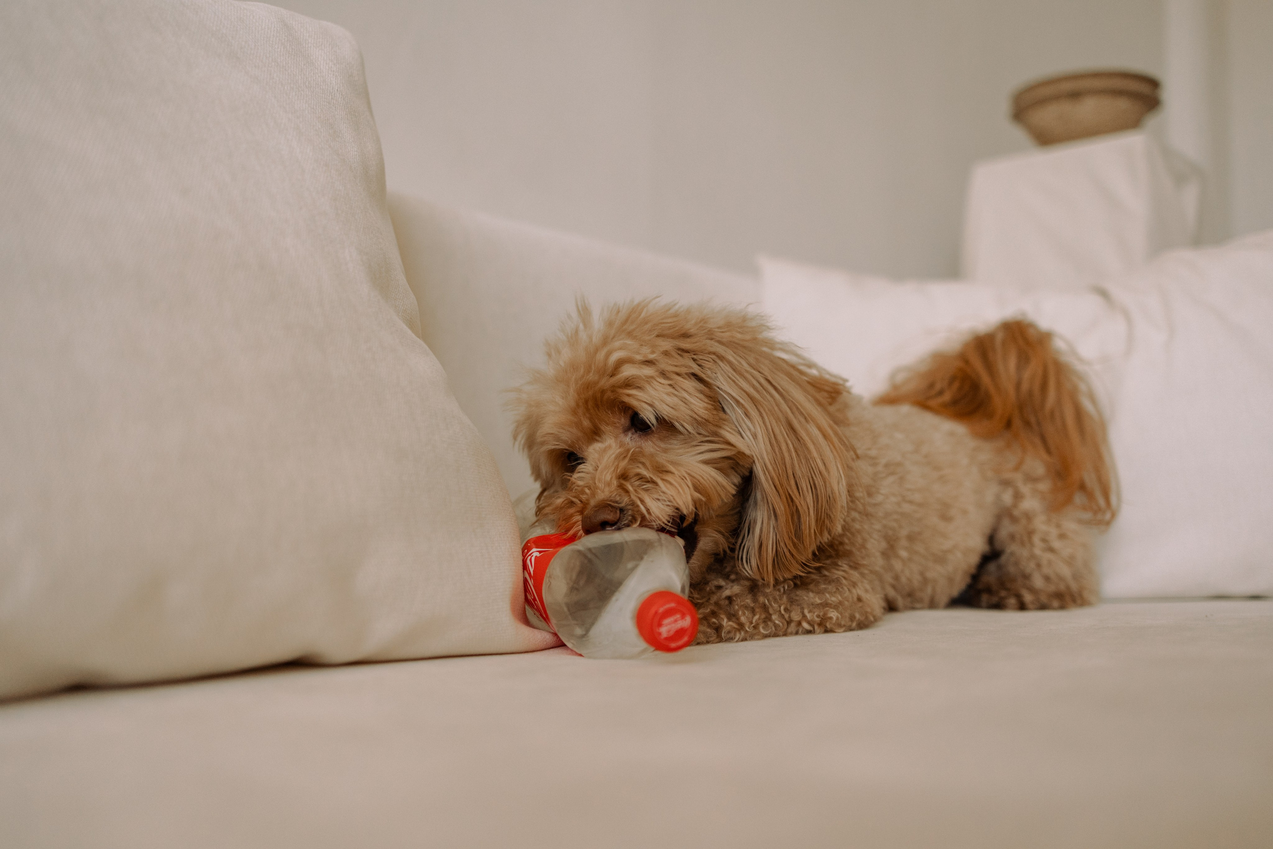 Шкипер и его семья. Фотограф — Анималист | Санкт-Петербург