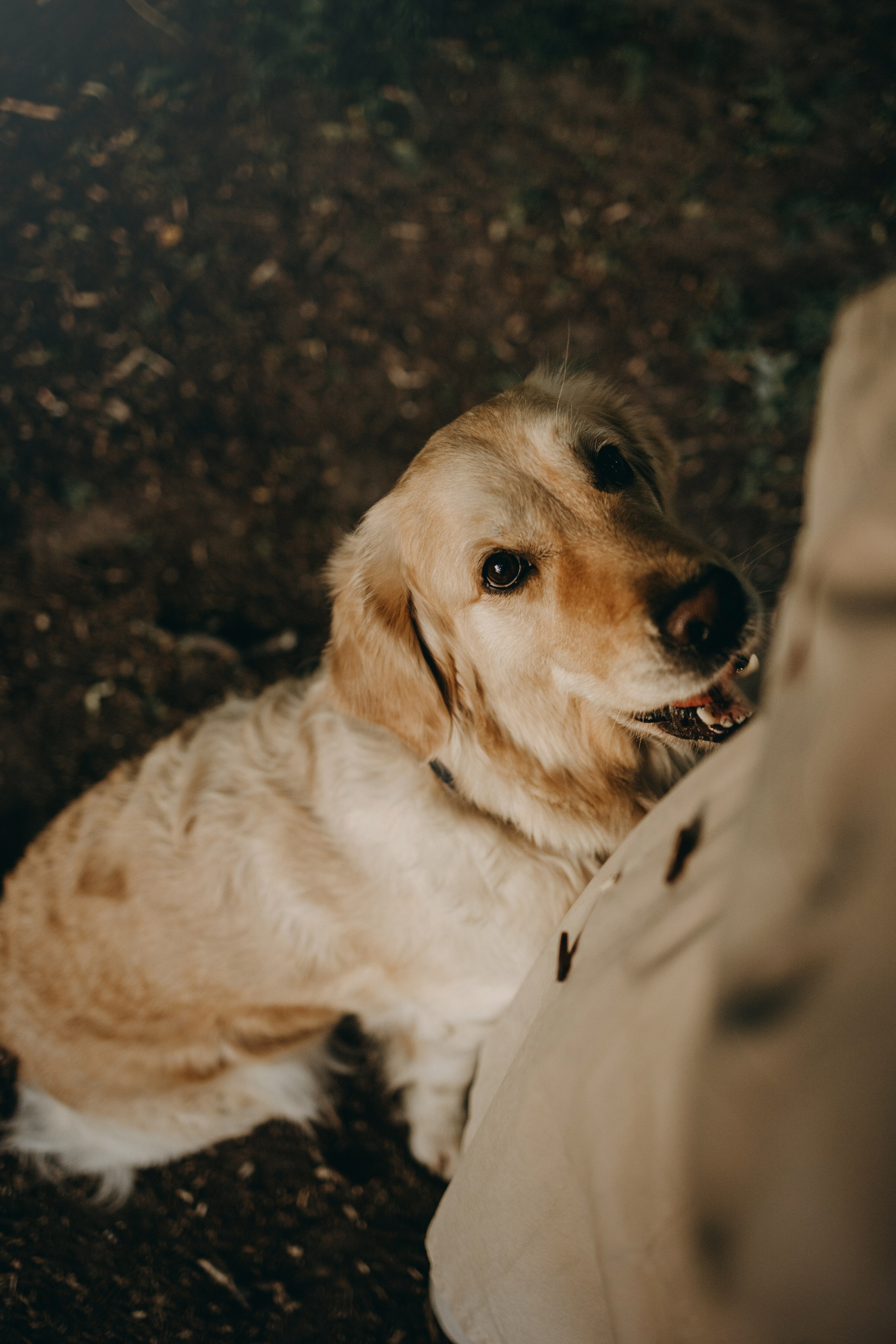 Пенни и ребята. Фотограф — Анималист | Санкт-Петербург