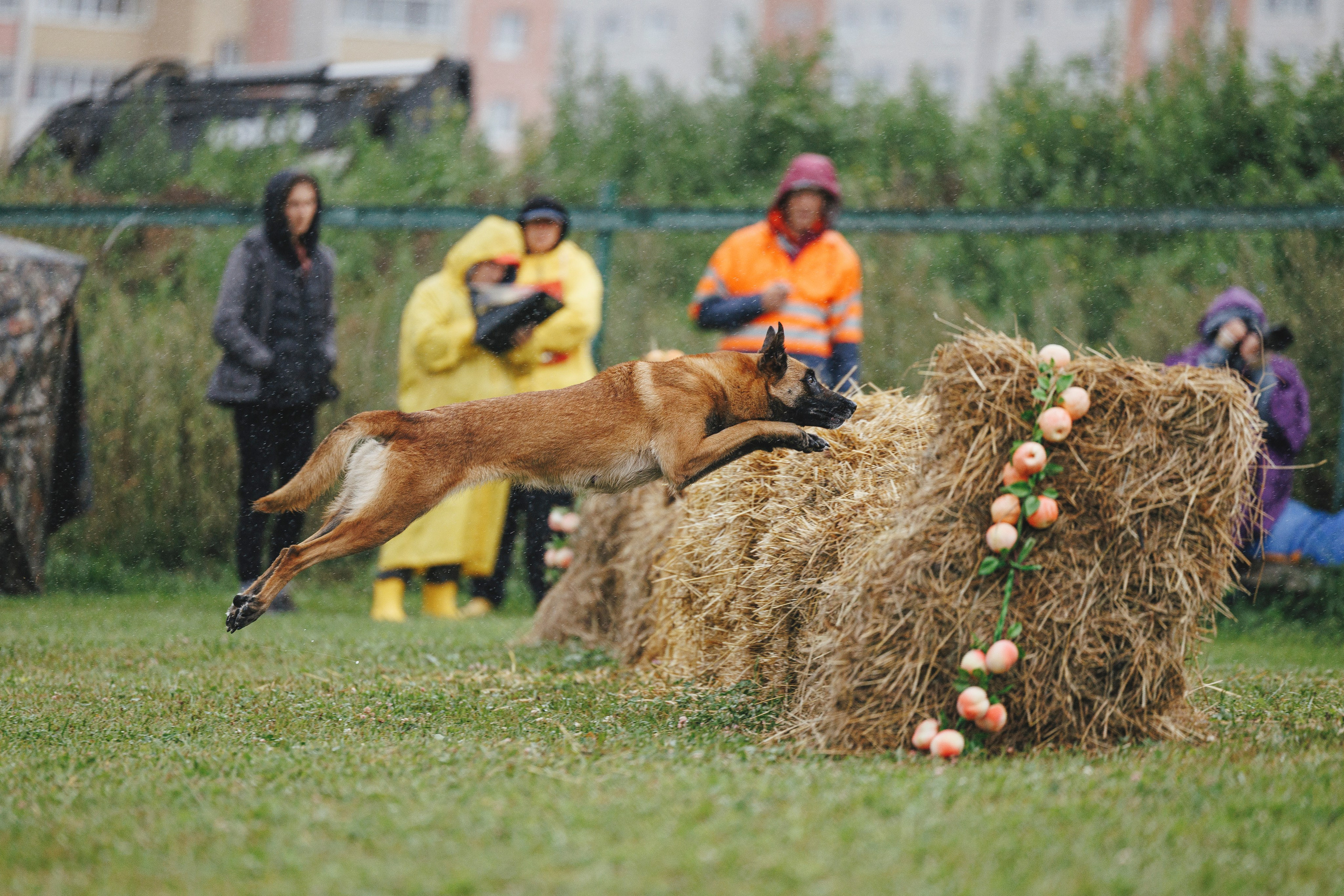 08.08.25-10.08.25 ЧР по мондьорингу г. Вологда. Фотограф-анималист Анна Маринич