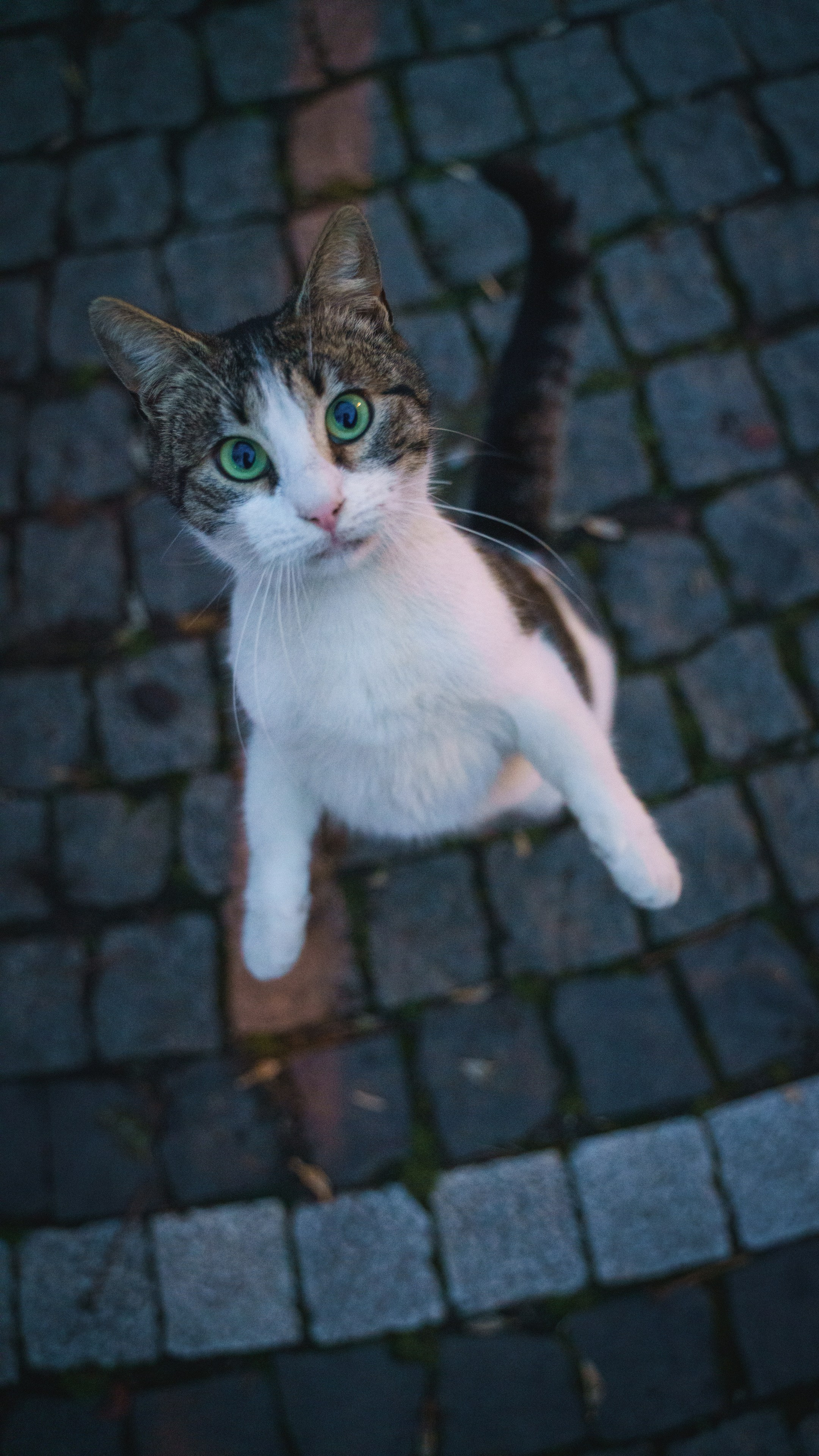 Кошки. Фотографии Дмитрия Захаренко