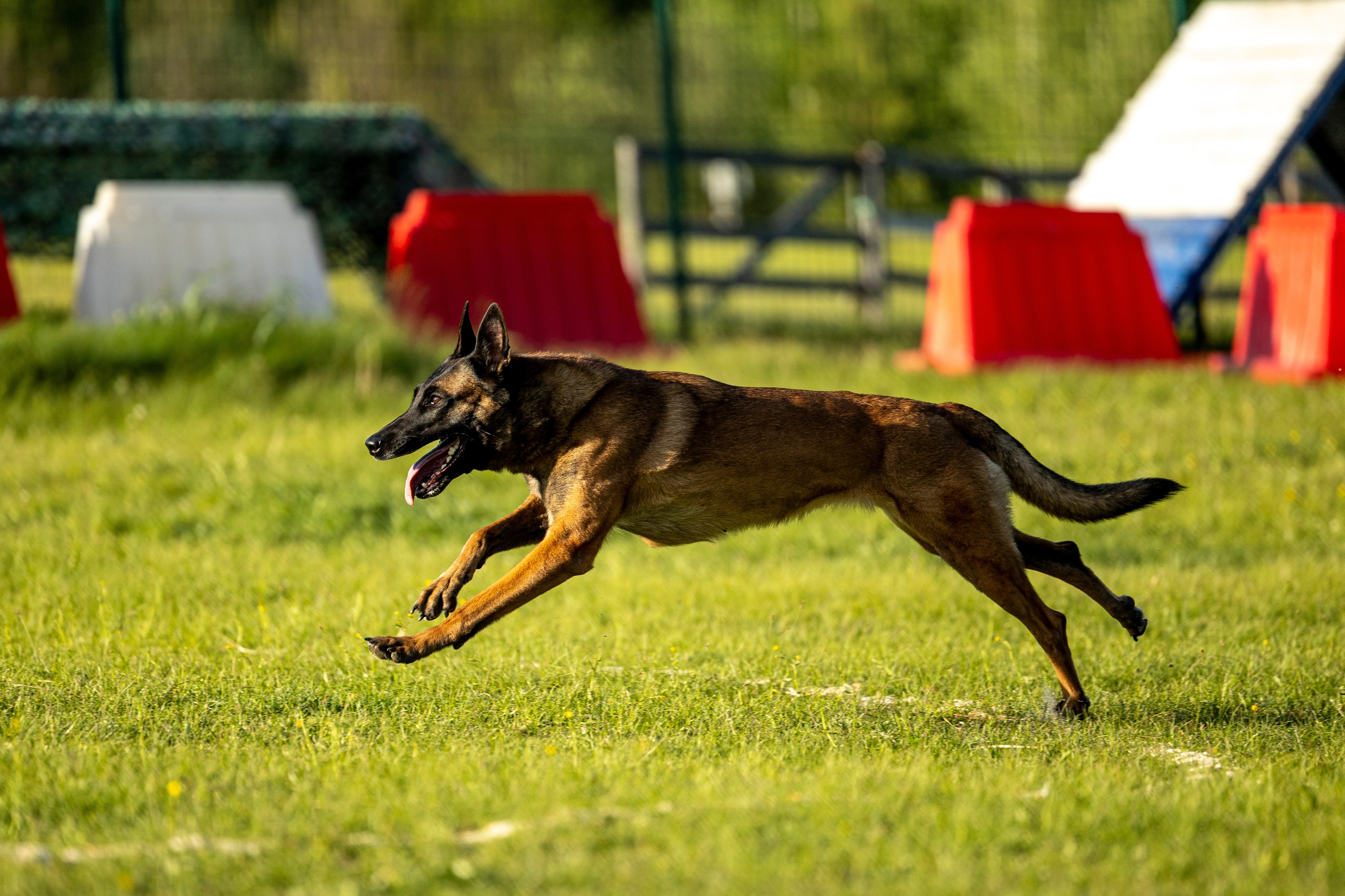 Испытания по мондьорингу в Нижнем Новгороде. Фотограф-анималист Анна Маринич