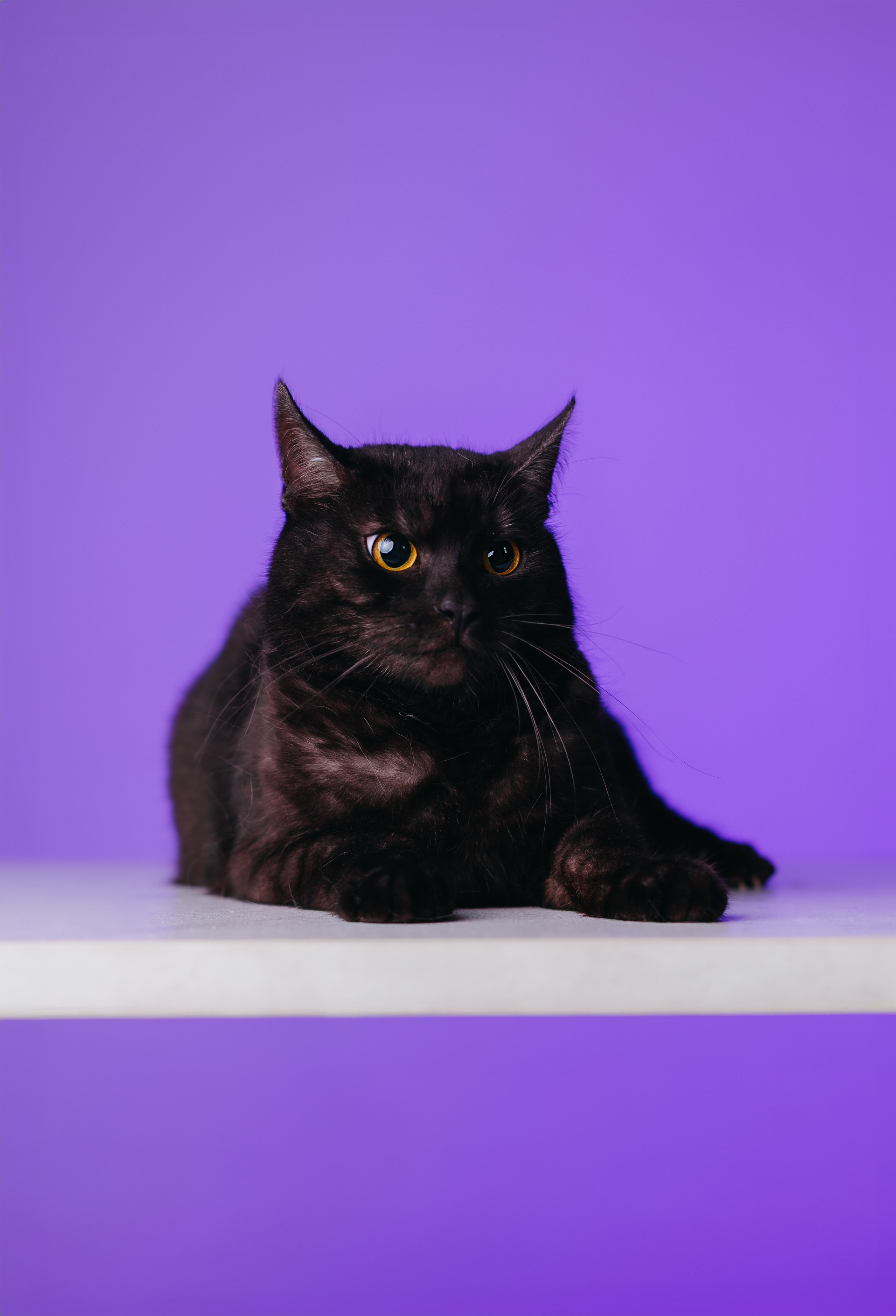 Неон 2 (фотодень). Фотограф анималист Кристина Карпова, Москва