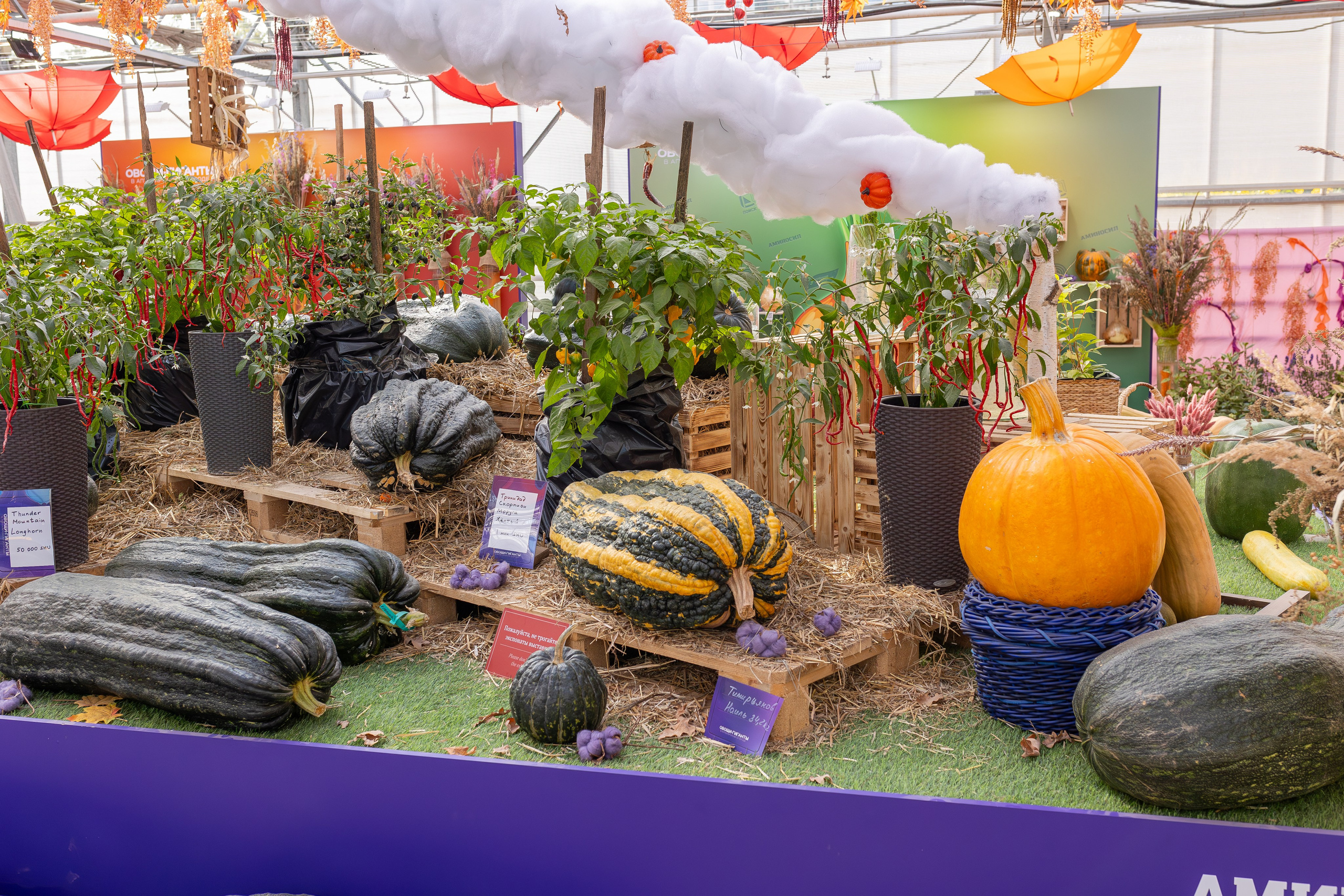 Овощи-гиганты. Александра Куликова фотограф, Москва