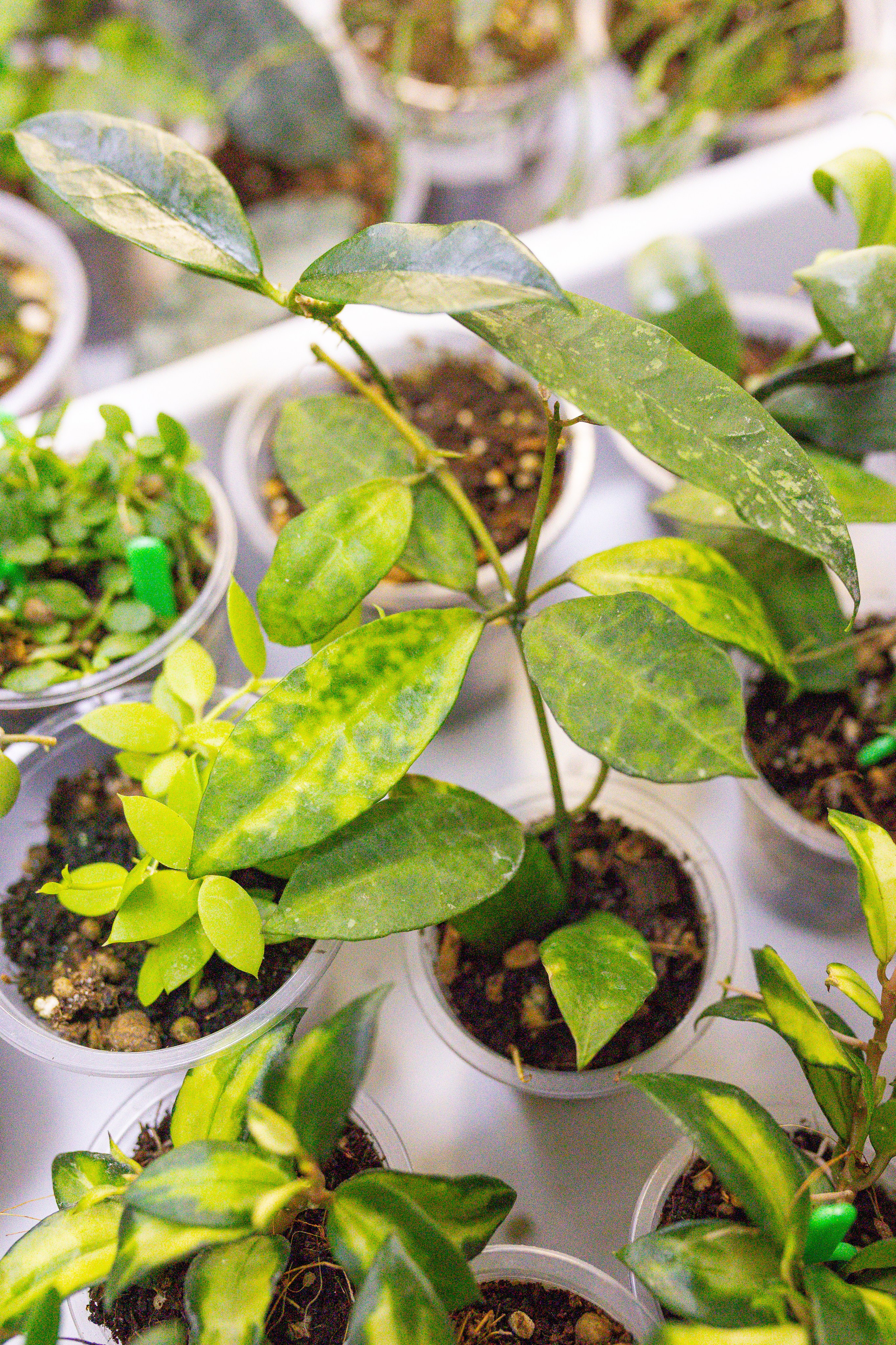 Монстериум 11–12 октября. Александра Куликова фотограф, Москва