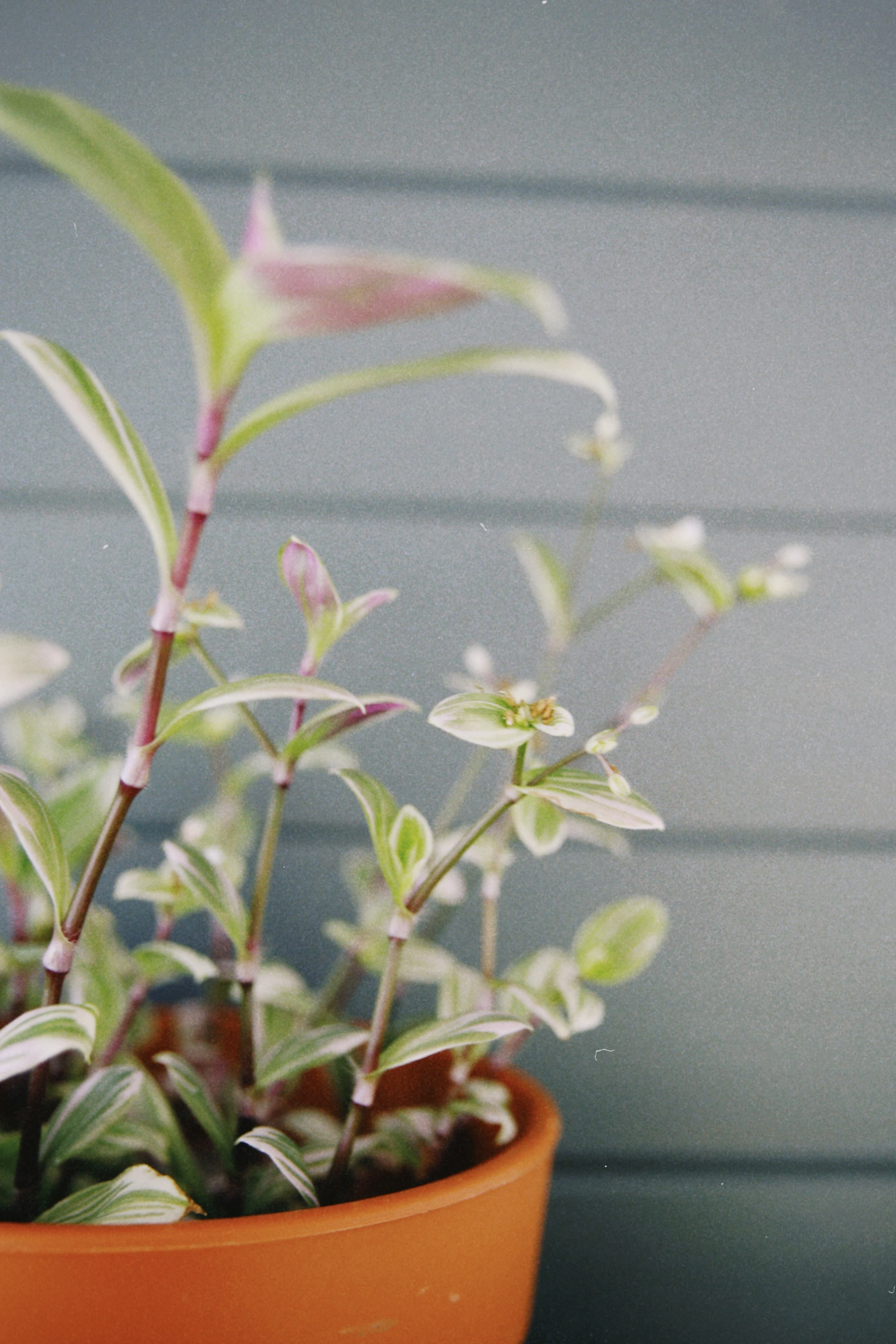 Дачные истории. Фотограф в Серпухове и Тарусе Ксения Царёва