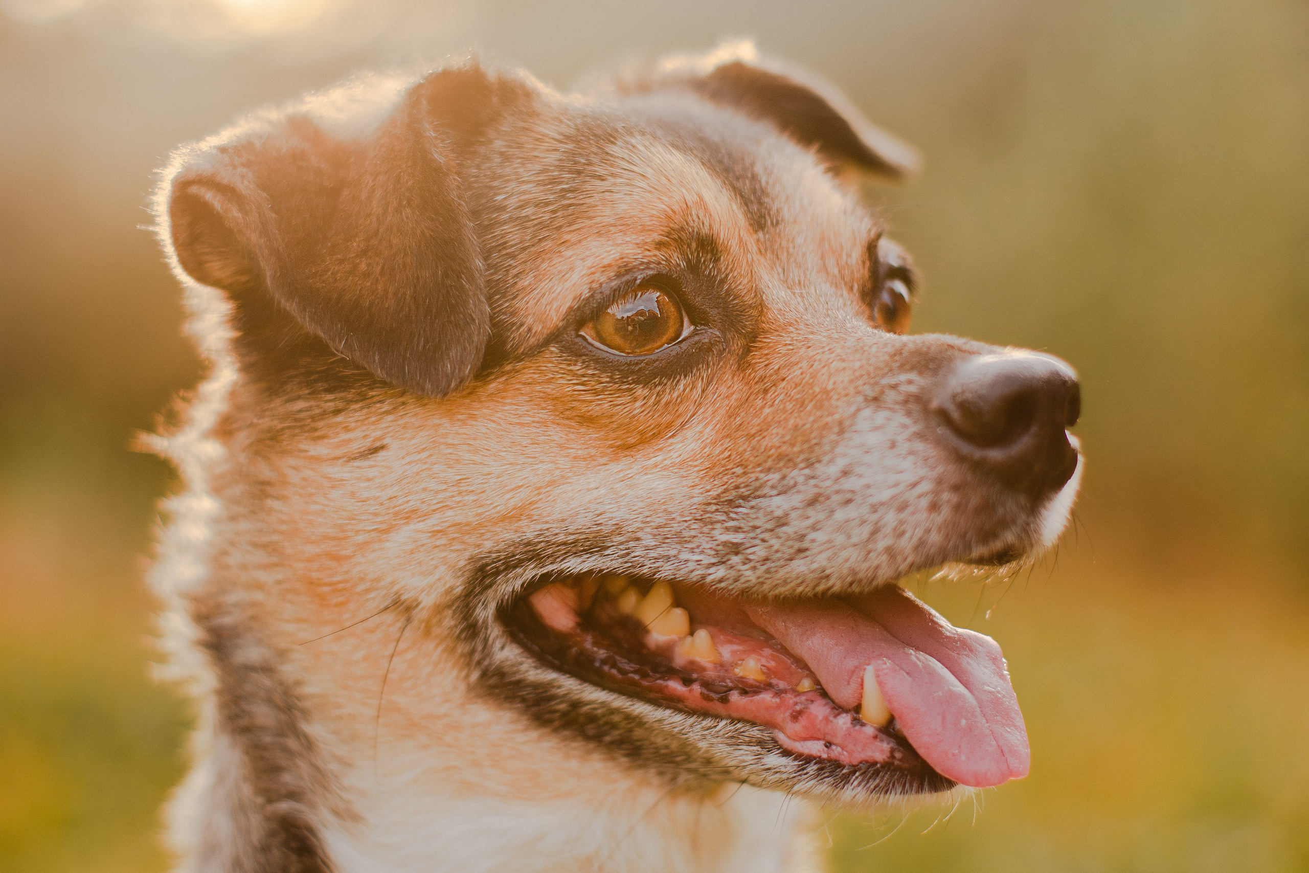 Виктория и Раф. Фотограф-анималист Мария Баркевич | Москва
