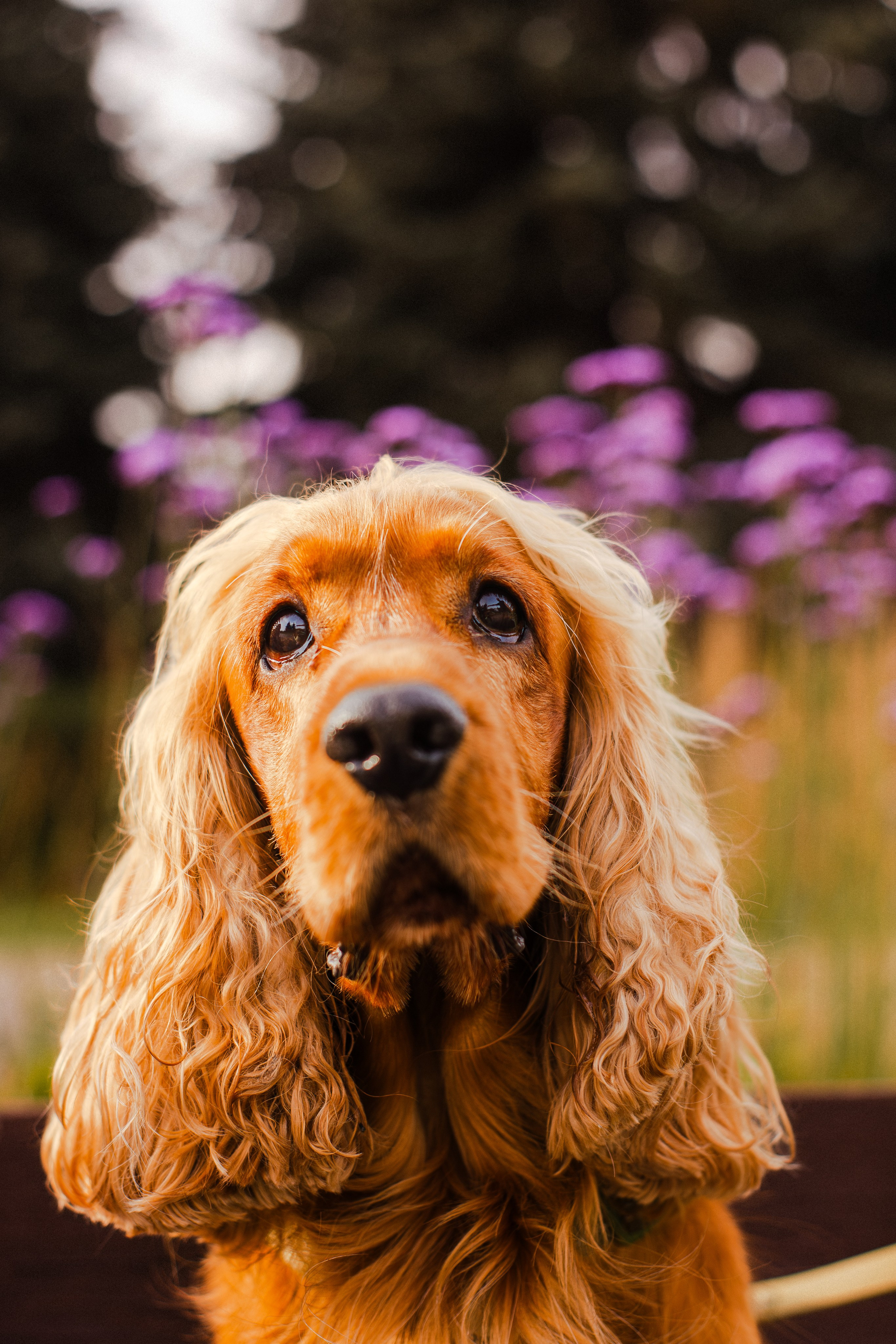 Арина, Паша и Арчер. Фотограф-анималист Мария Баркевич | Москва