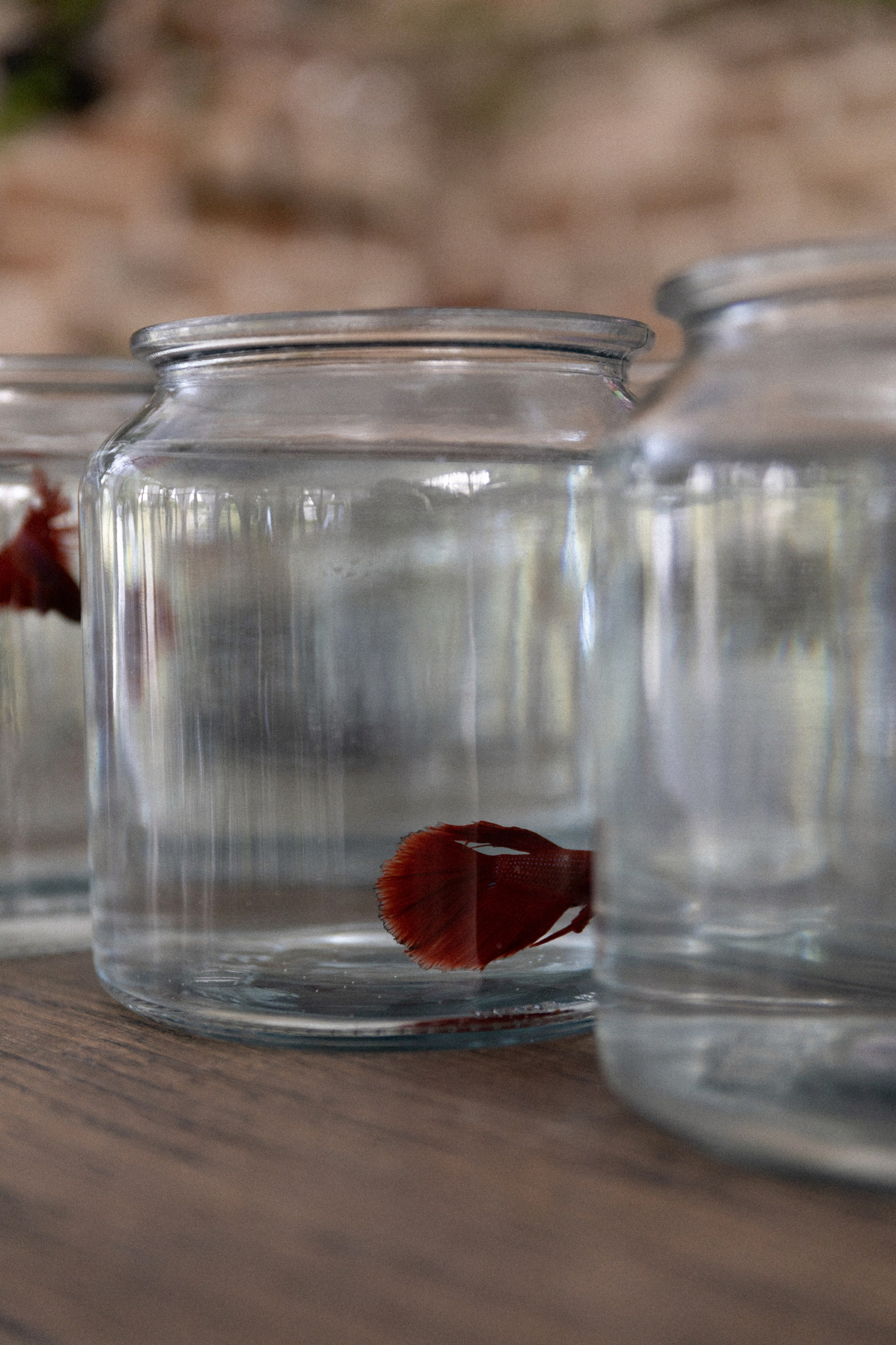 Владислав и Наталья. Свадебный фотограф